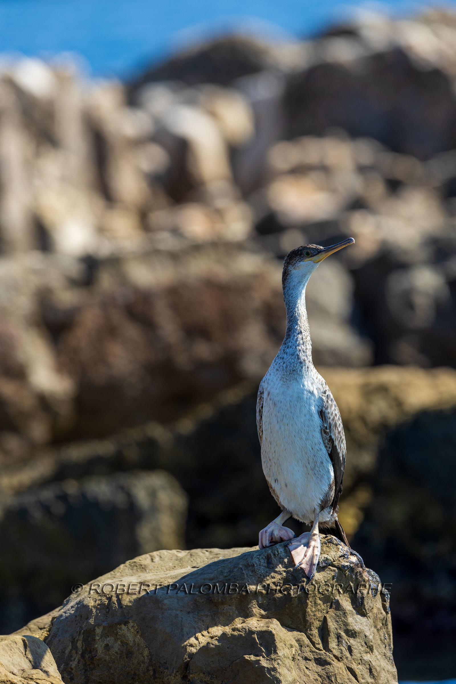 Cormoran huppé immature, Phalacrocorax aristotelis