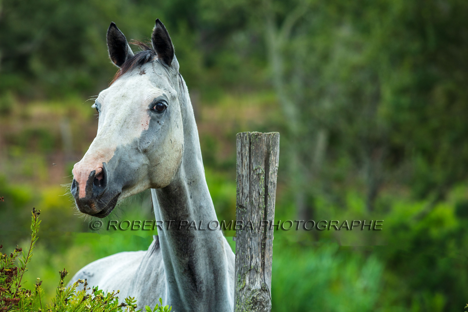 Faune corse