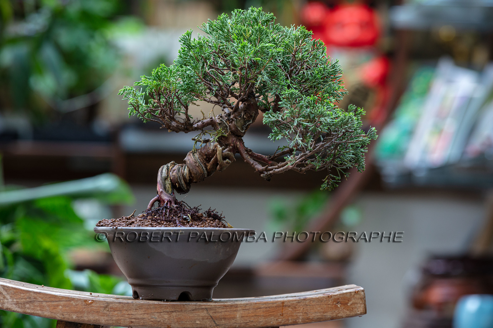 Bonsai