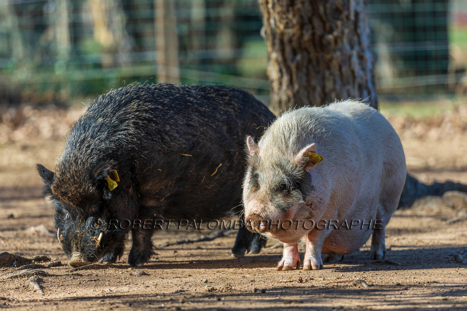 Cochon