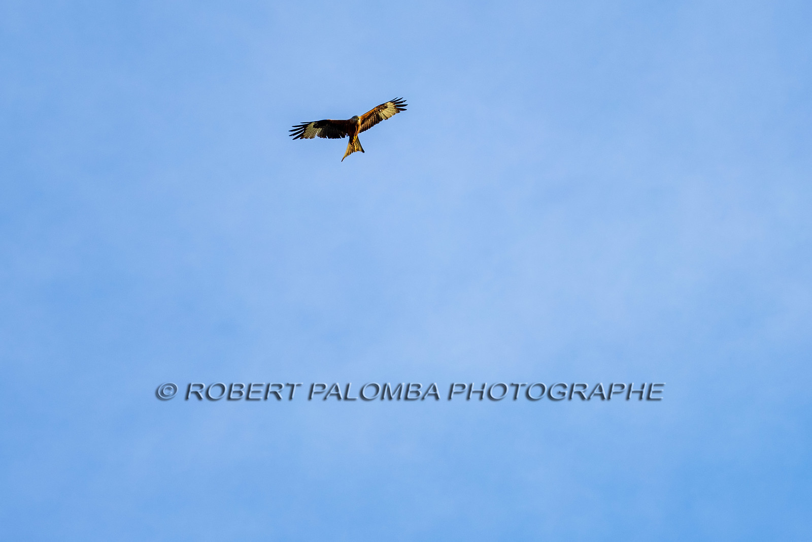 Oiseaux