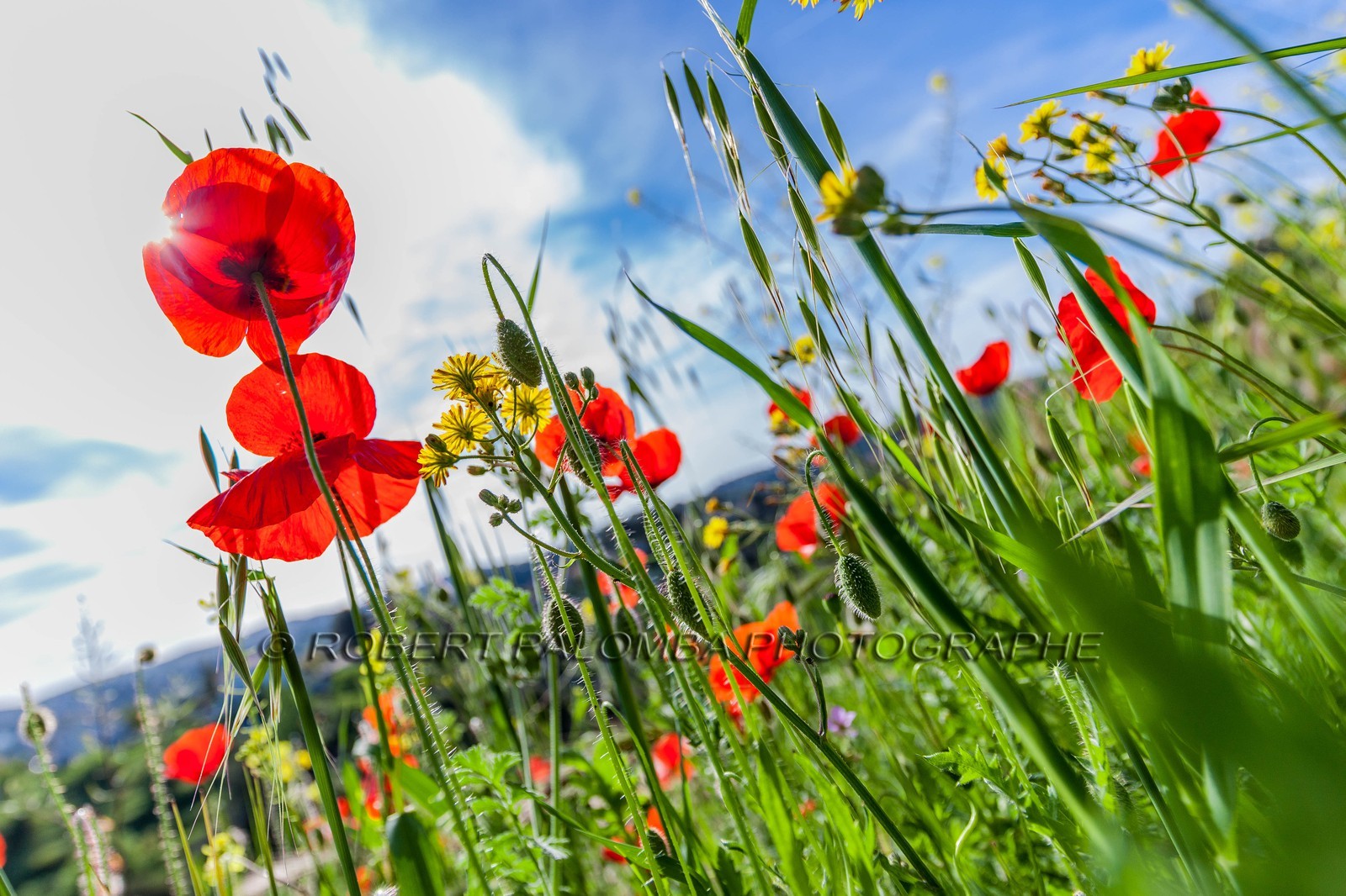 Coquelicot, Papaver rhoeas Coquelicot, Papaver rhoeas