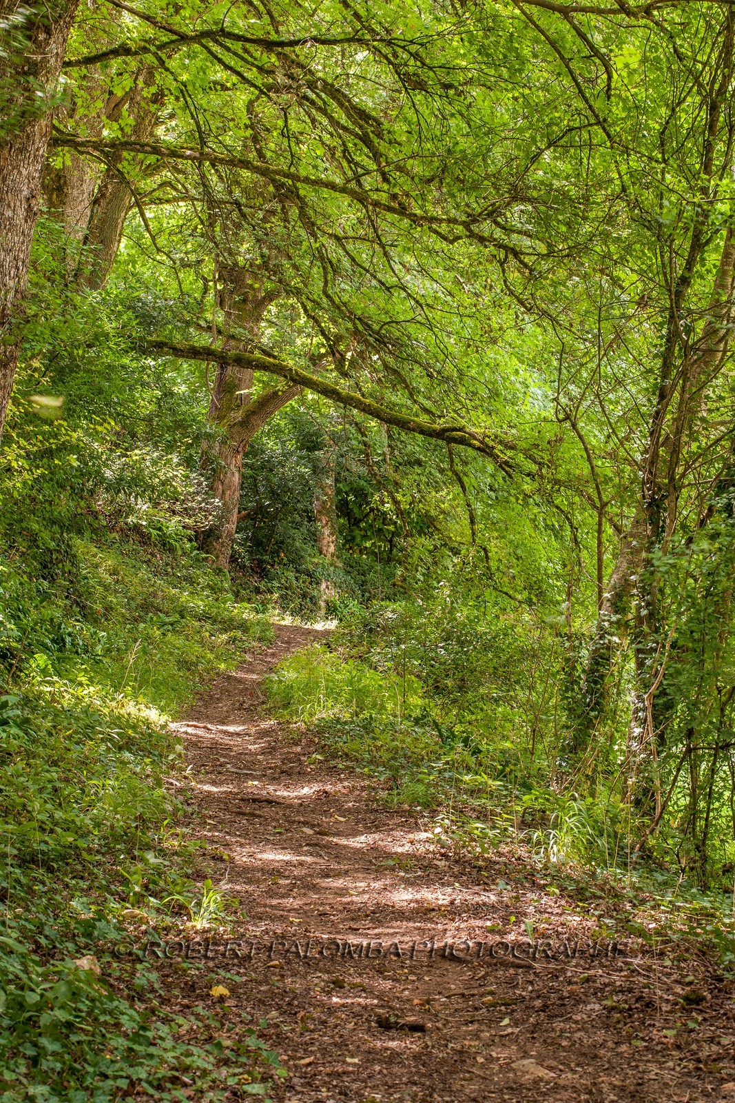 Château de Castelnaud