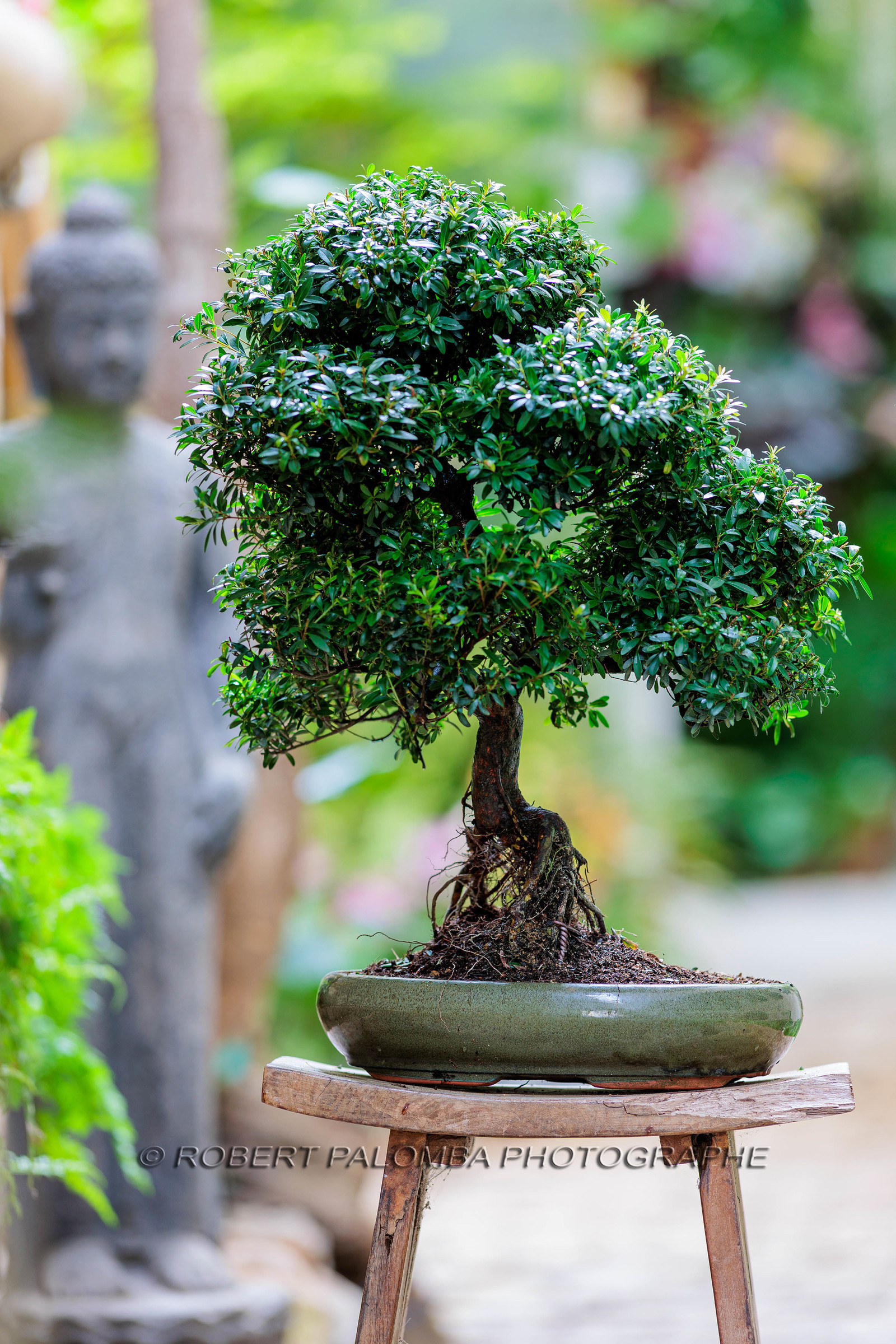 Bonsai