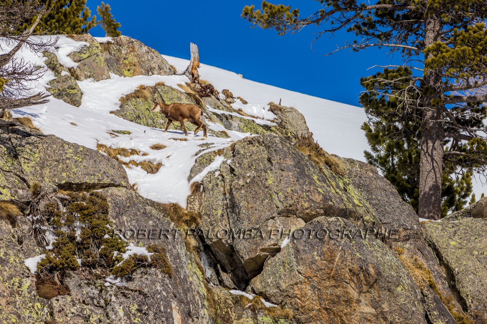 Chamois
