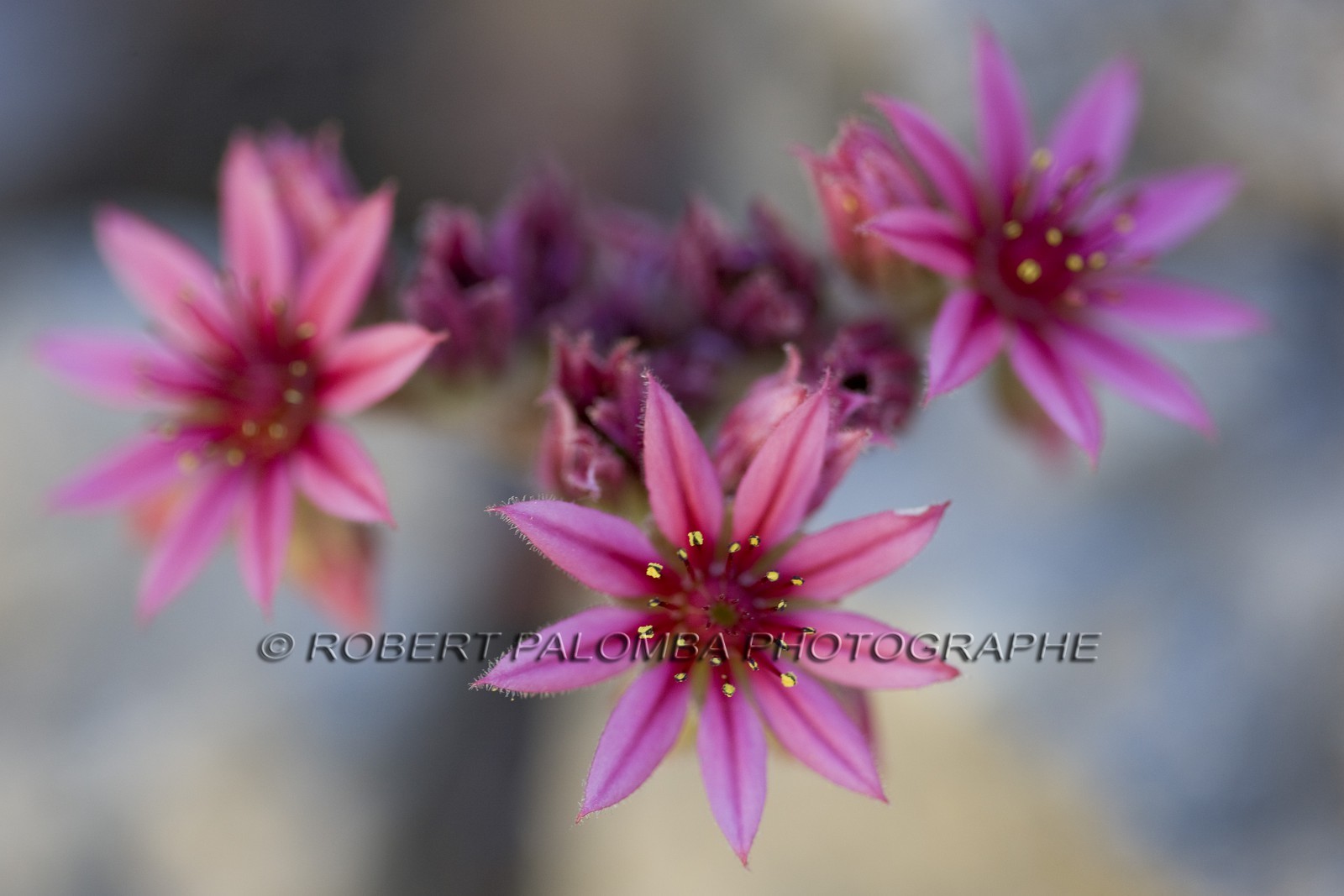 Joubarbe, Sempervivum tectorum