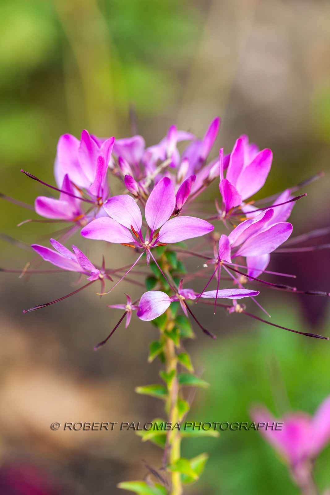 Flore Méditerranéenne Flore Méditerranéenne