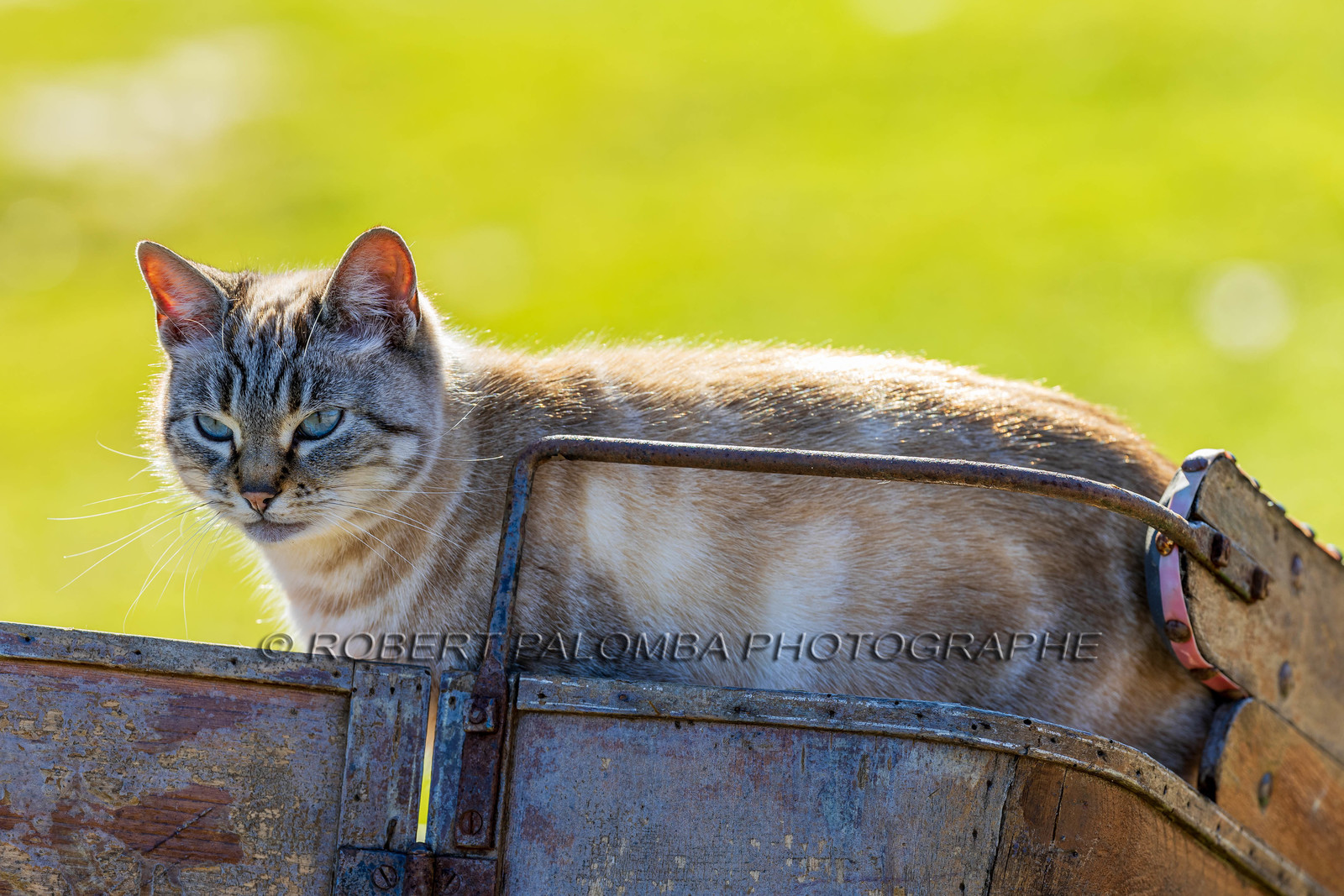 Chat