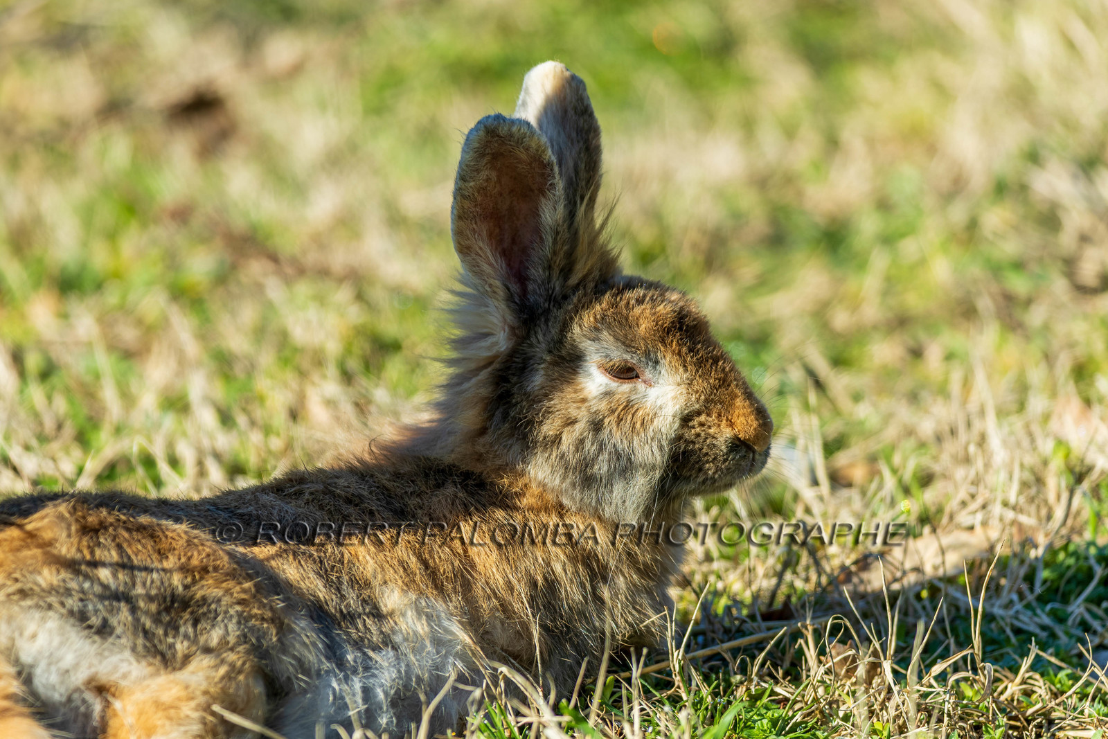 Lapin