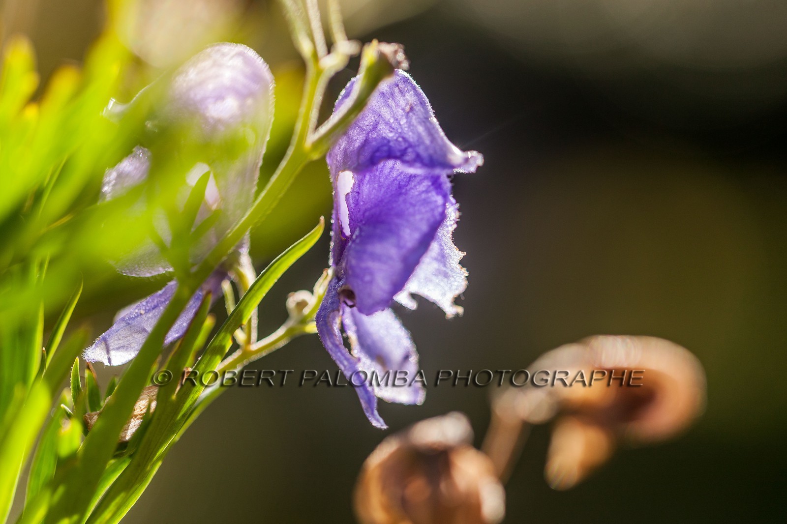 Aconite