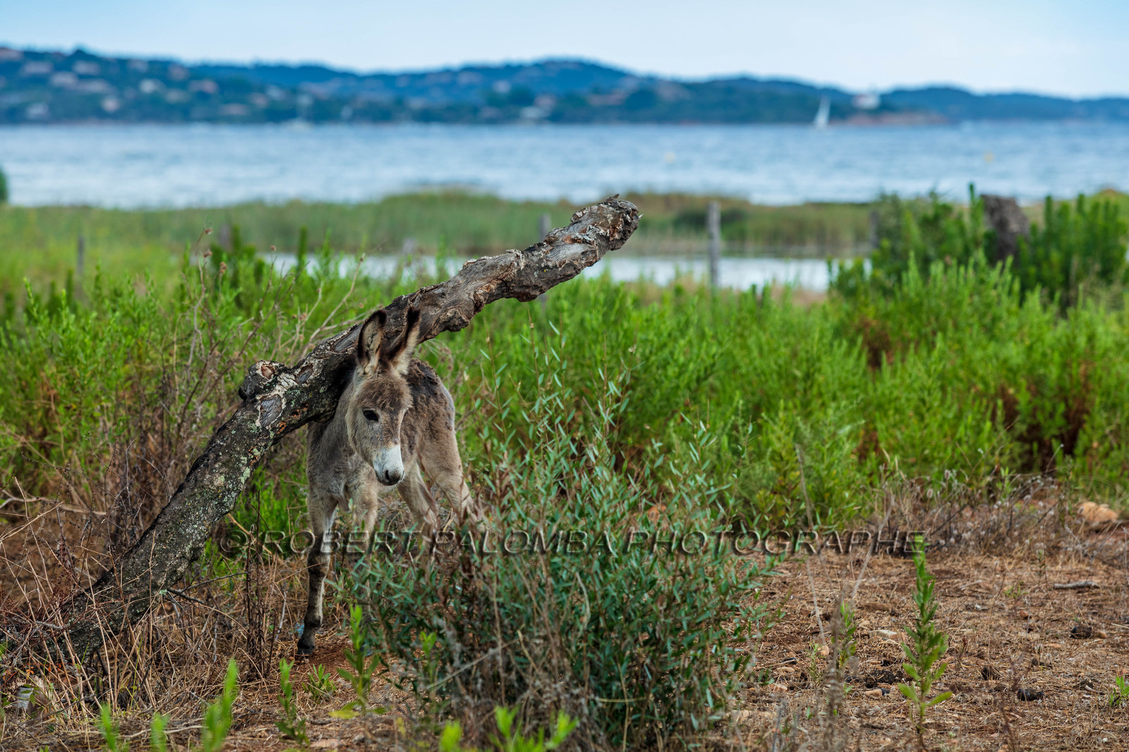 Faune corse