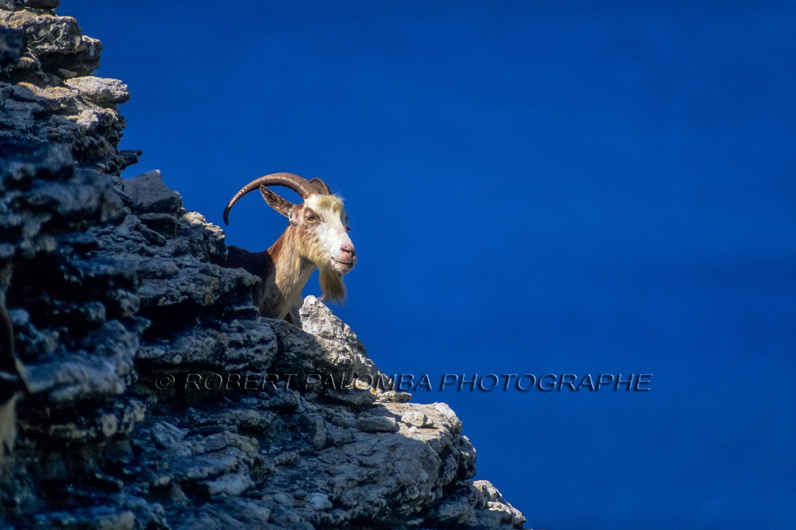 Faune corse