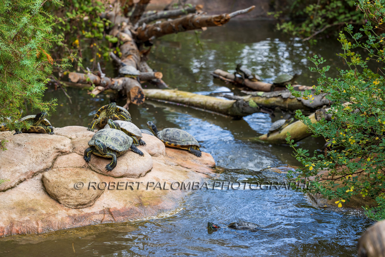 Tortue