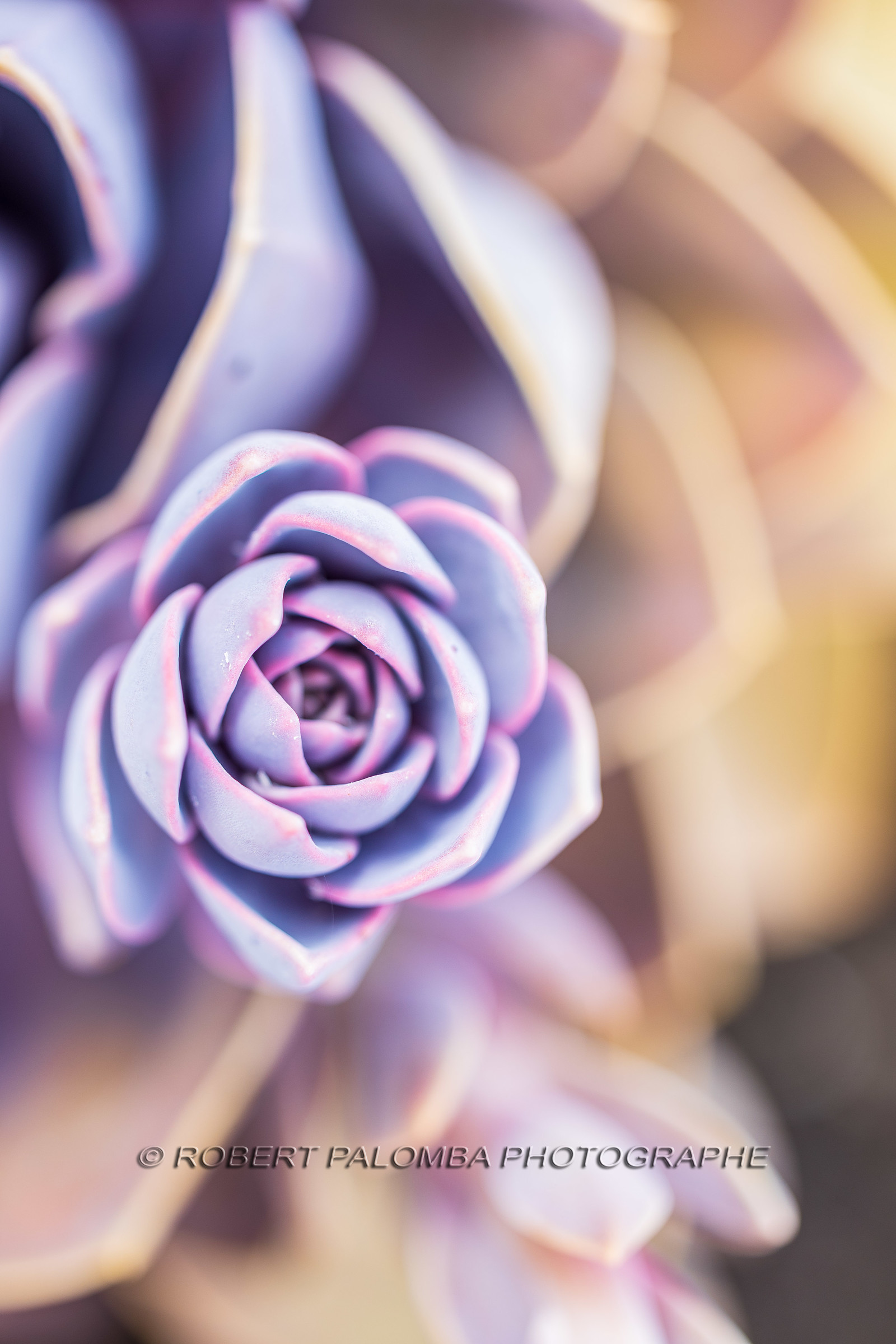 Flore