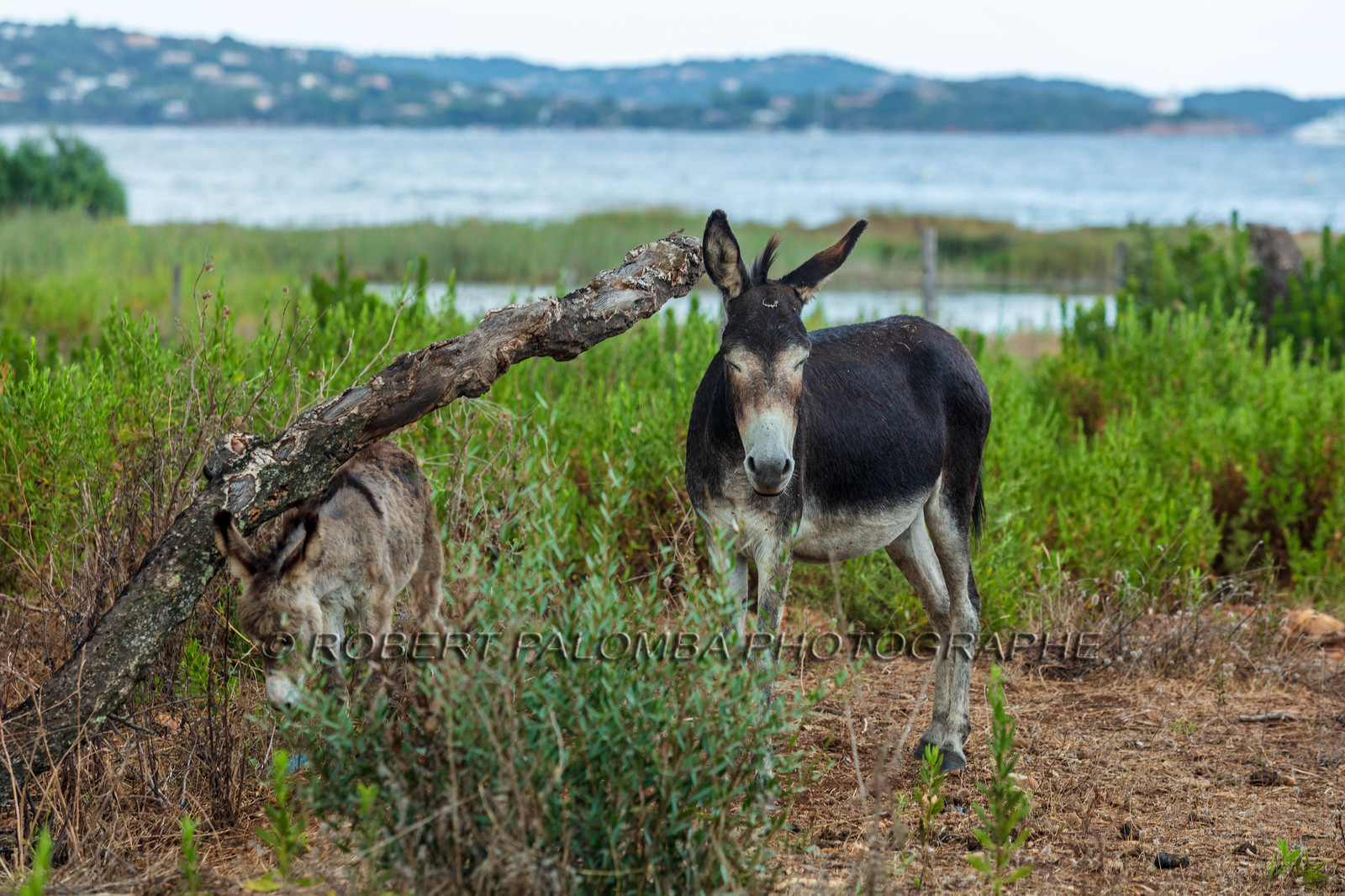 Faune corse