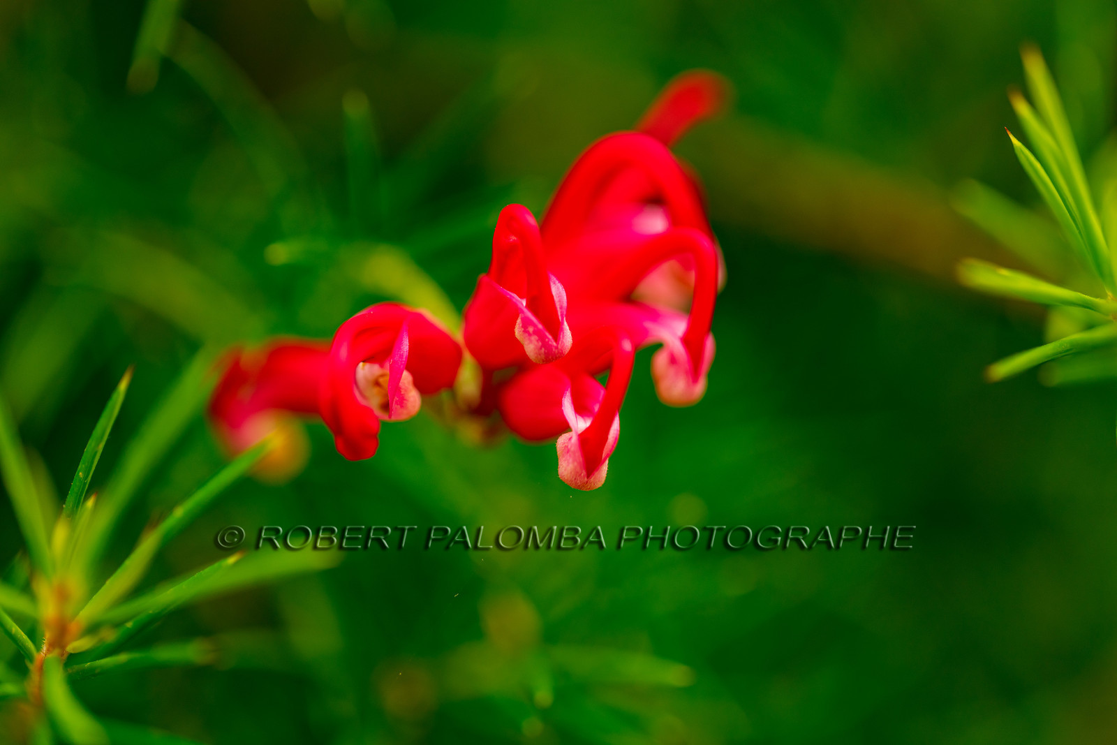 Flore corse