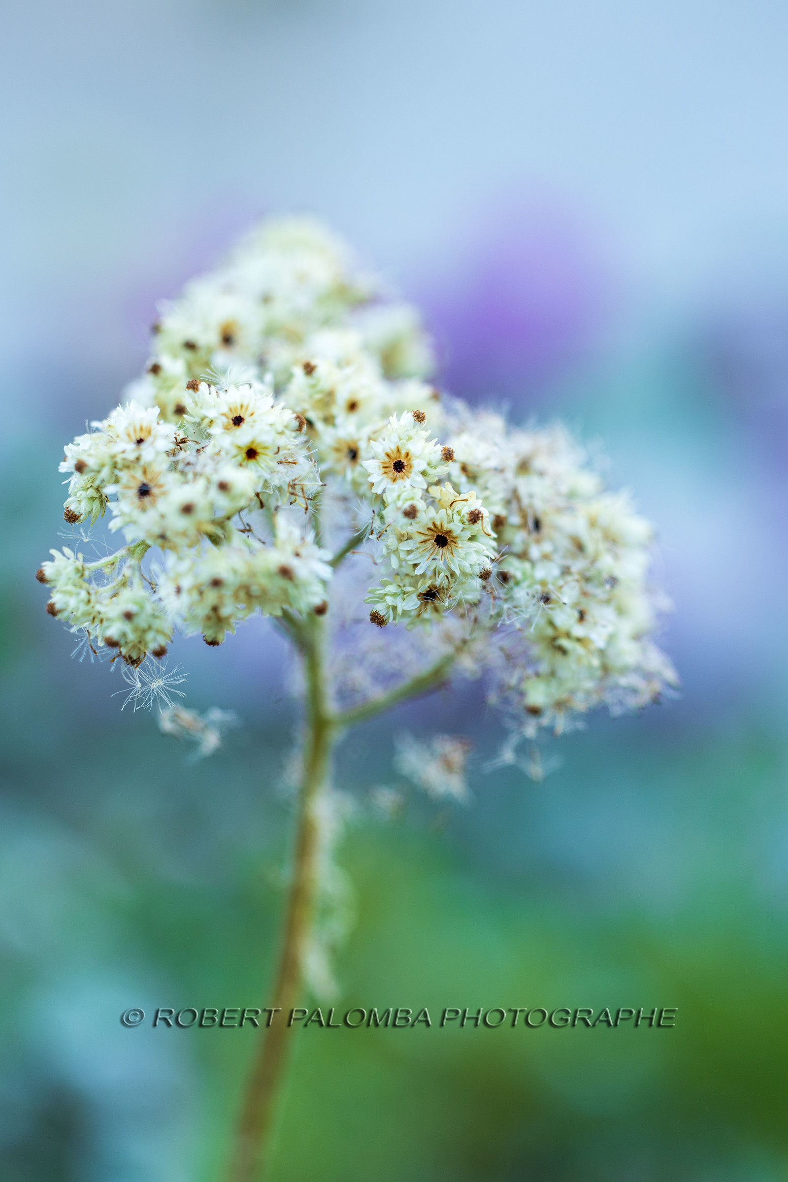 Flore corse