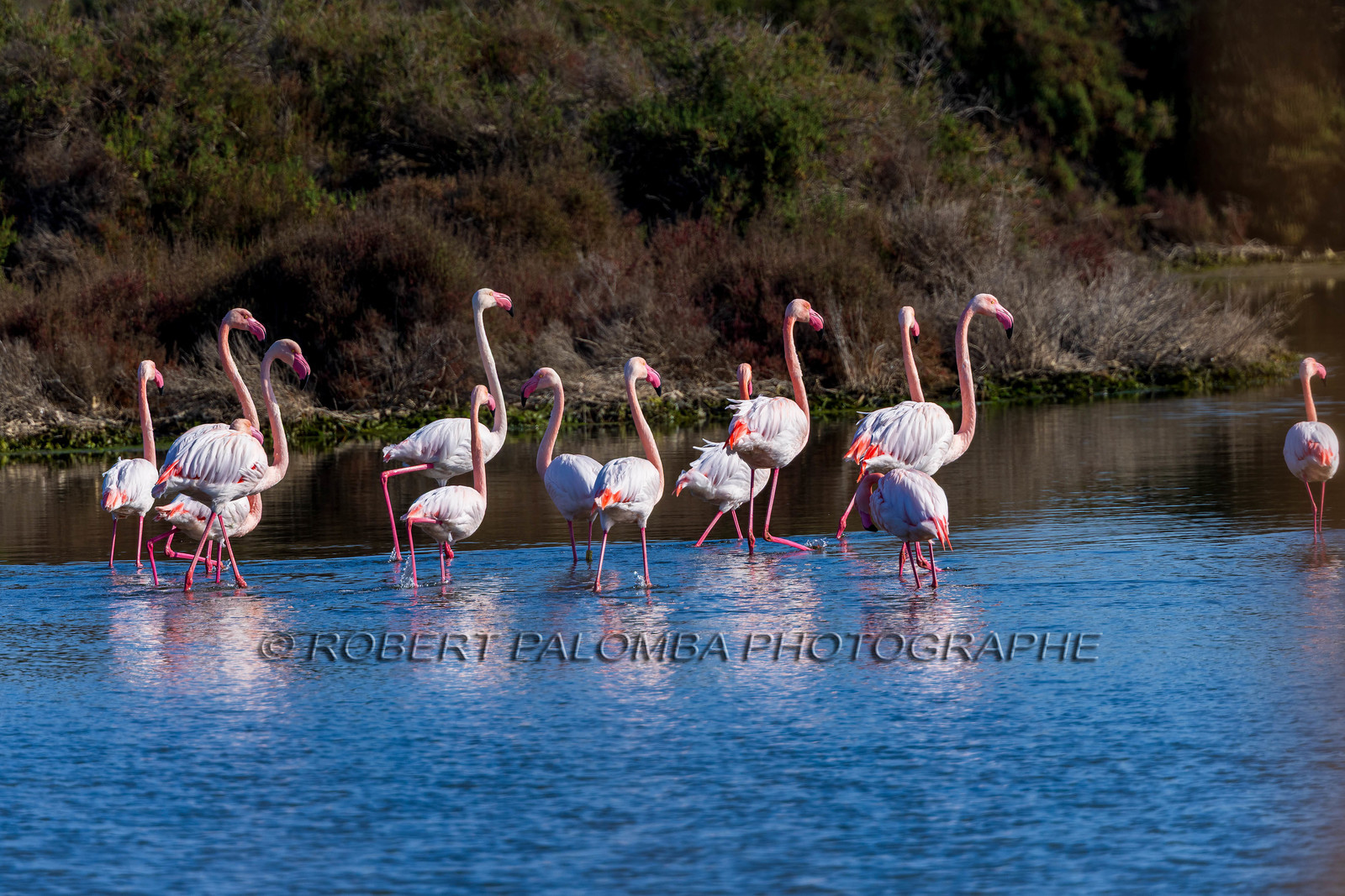 Flamant rose