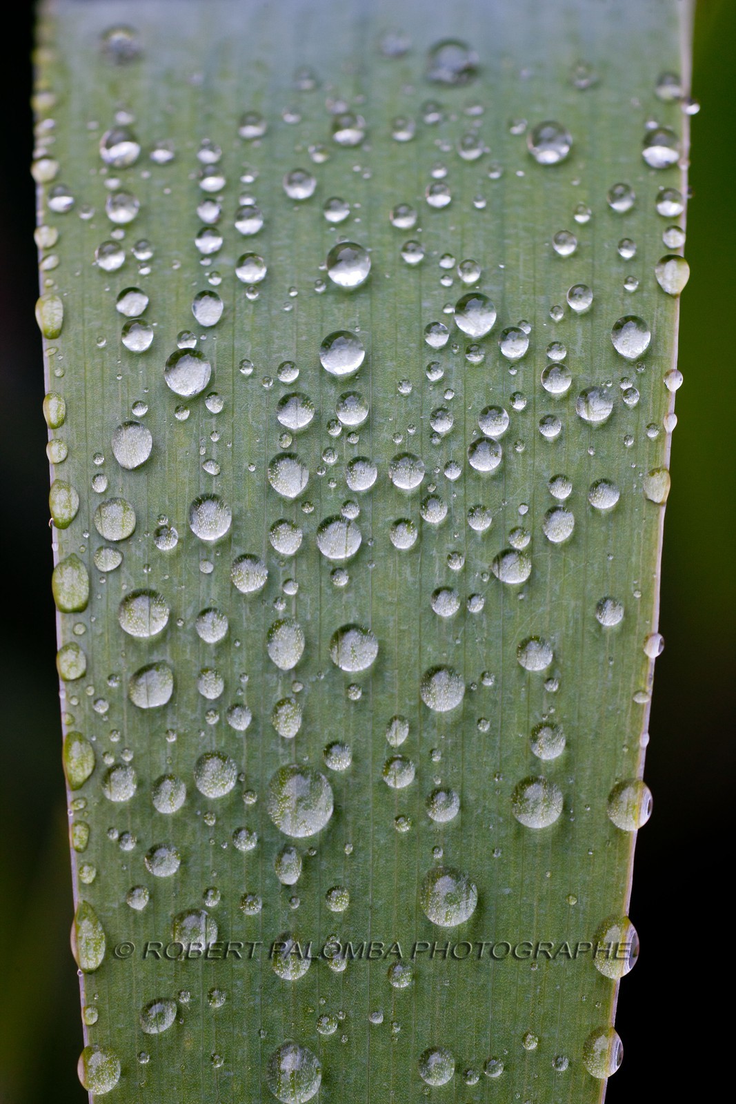 Iris, Iris haynei Iris, Iris haynei