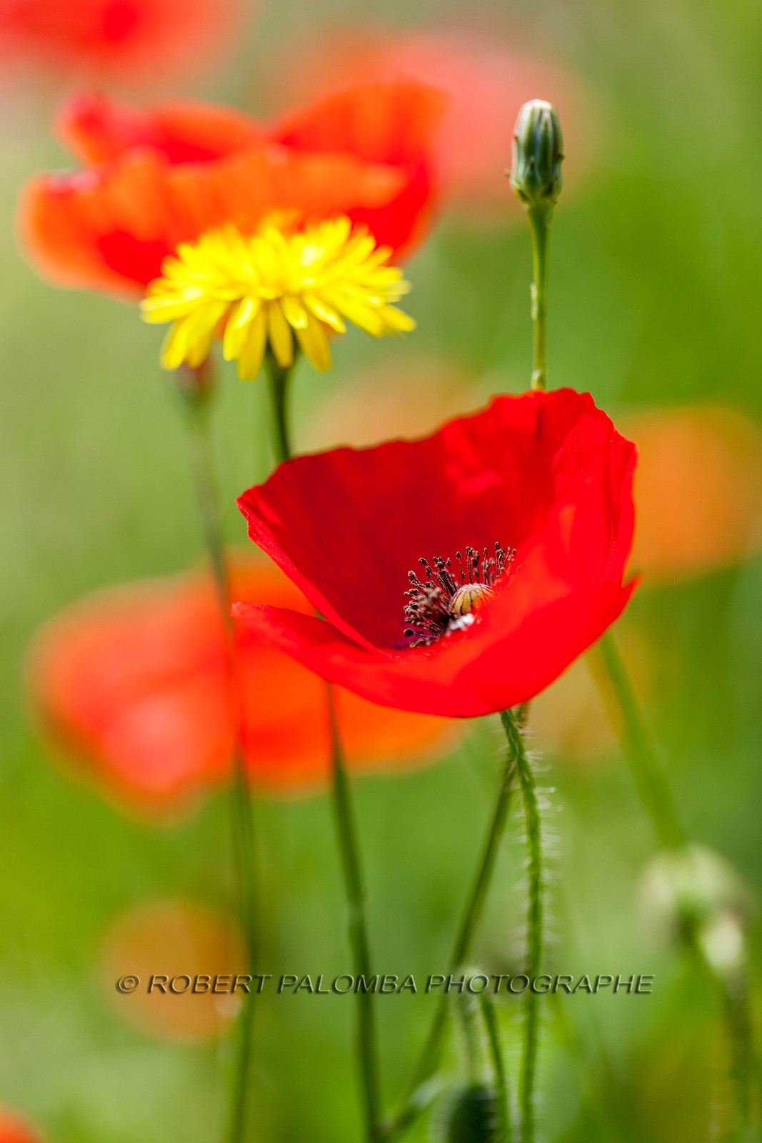Coquelicot, Papaver rhoeas Coquelicot, Papaver rhoeas