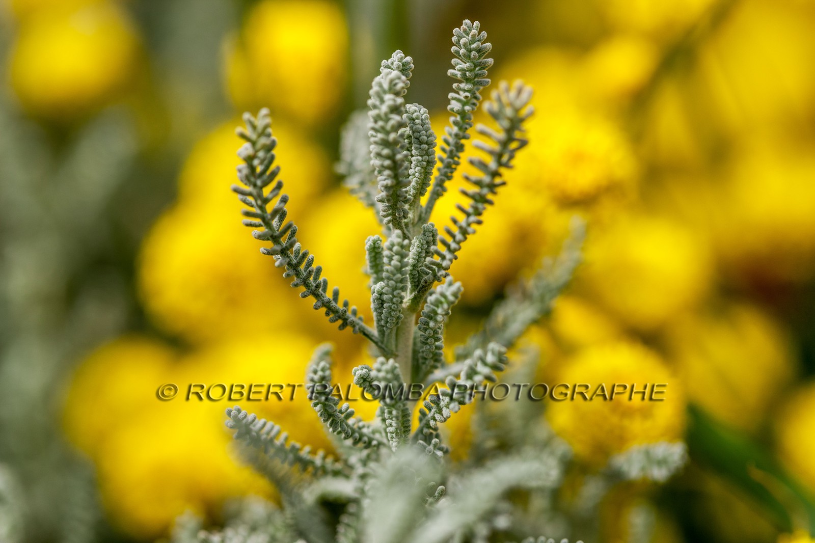 Flore corse