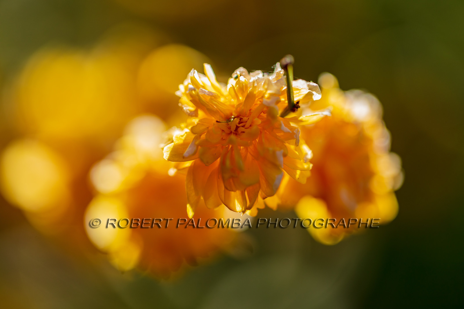 Flore