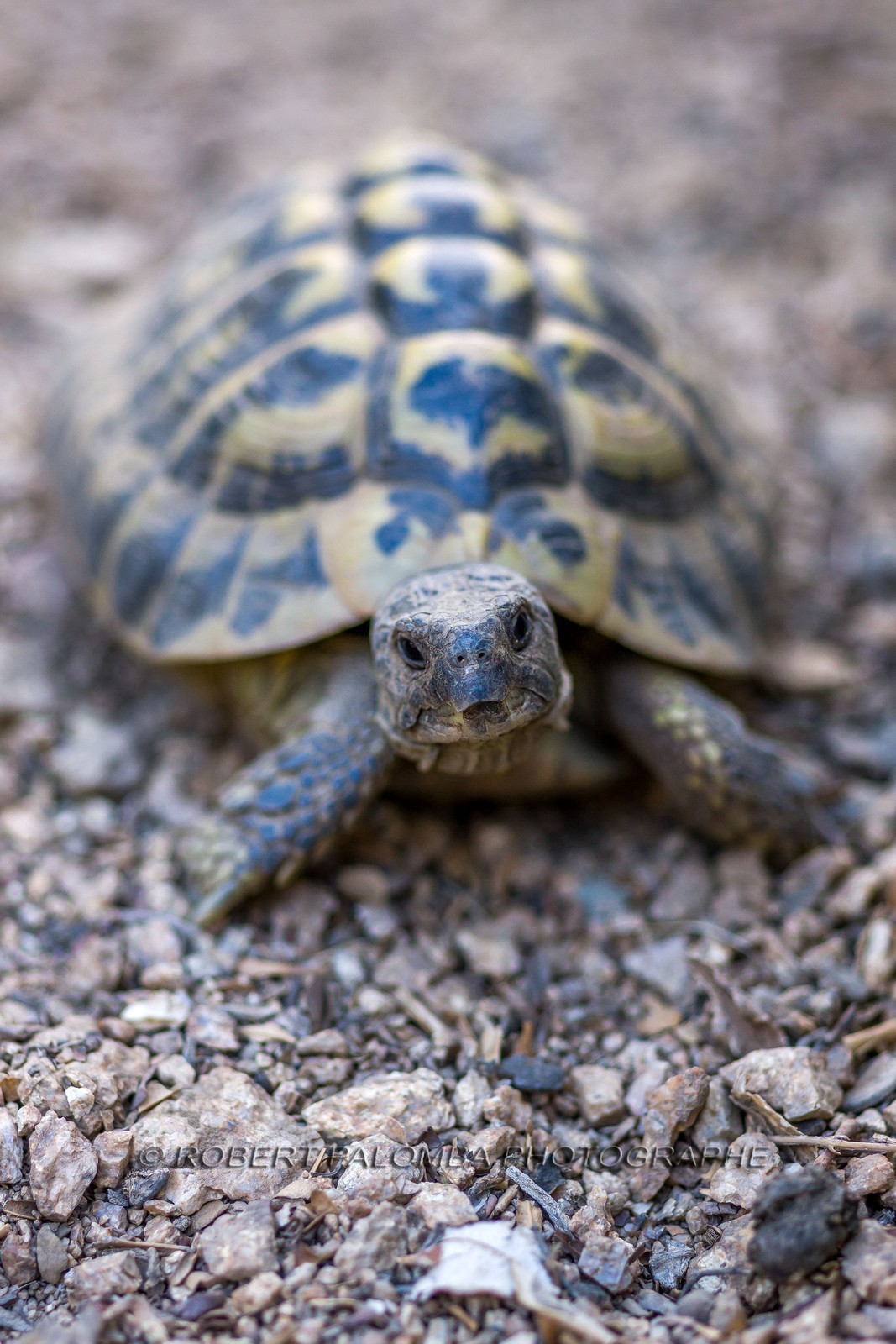 Tortue d'Hermann, Testudo hermanni