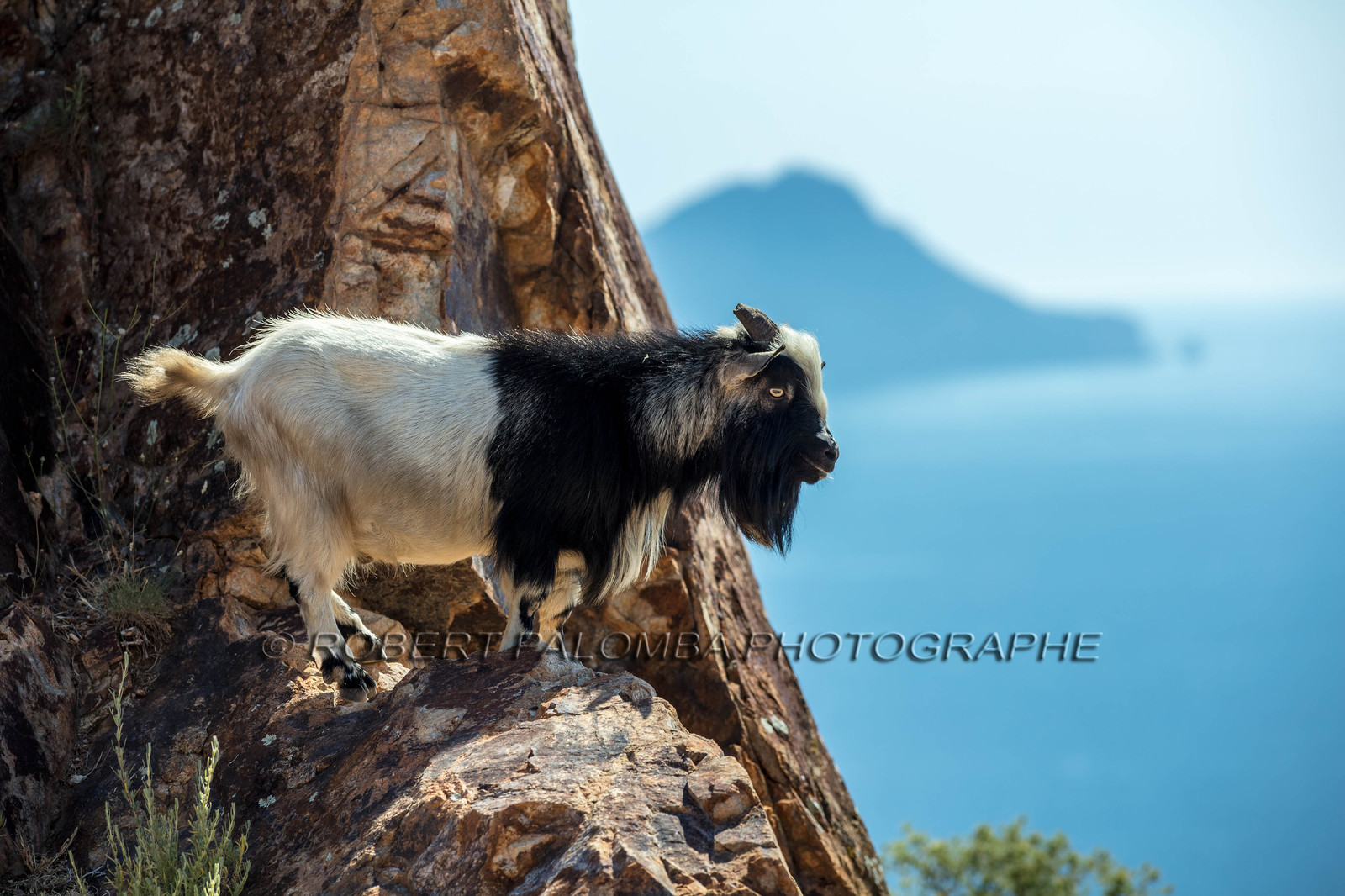 Chèvre corse