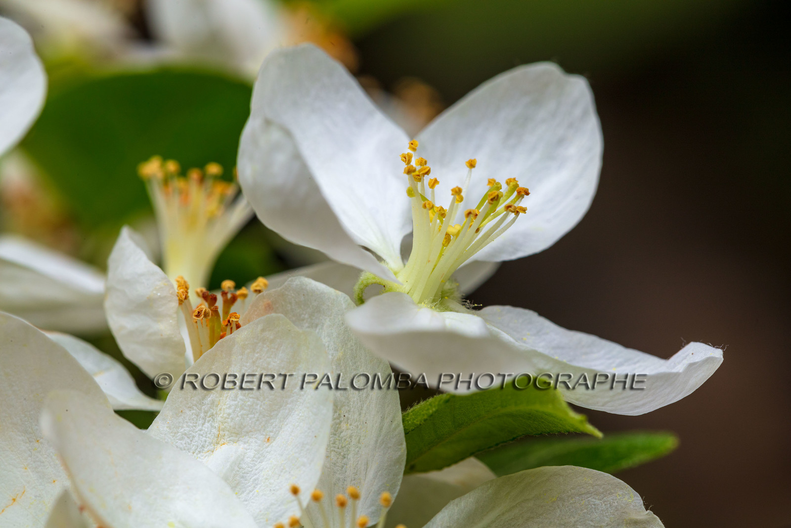Flore