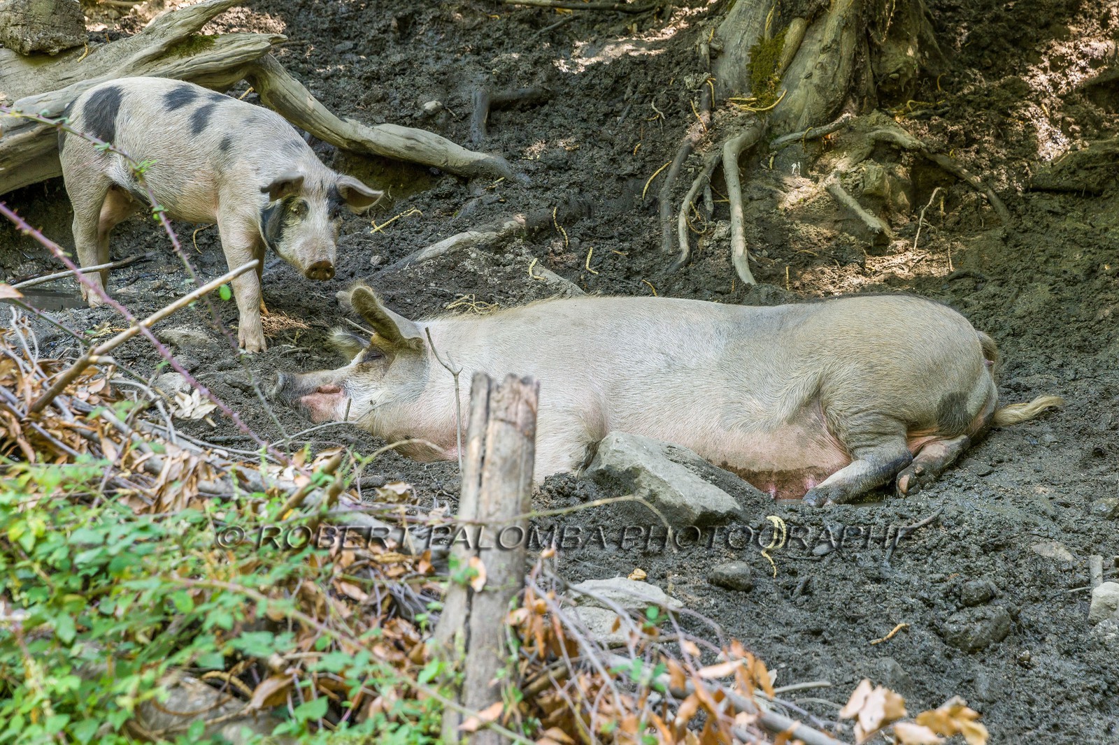 Cochon corse