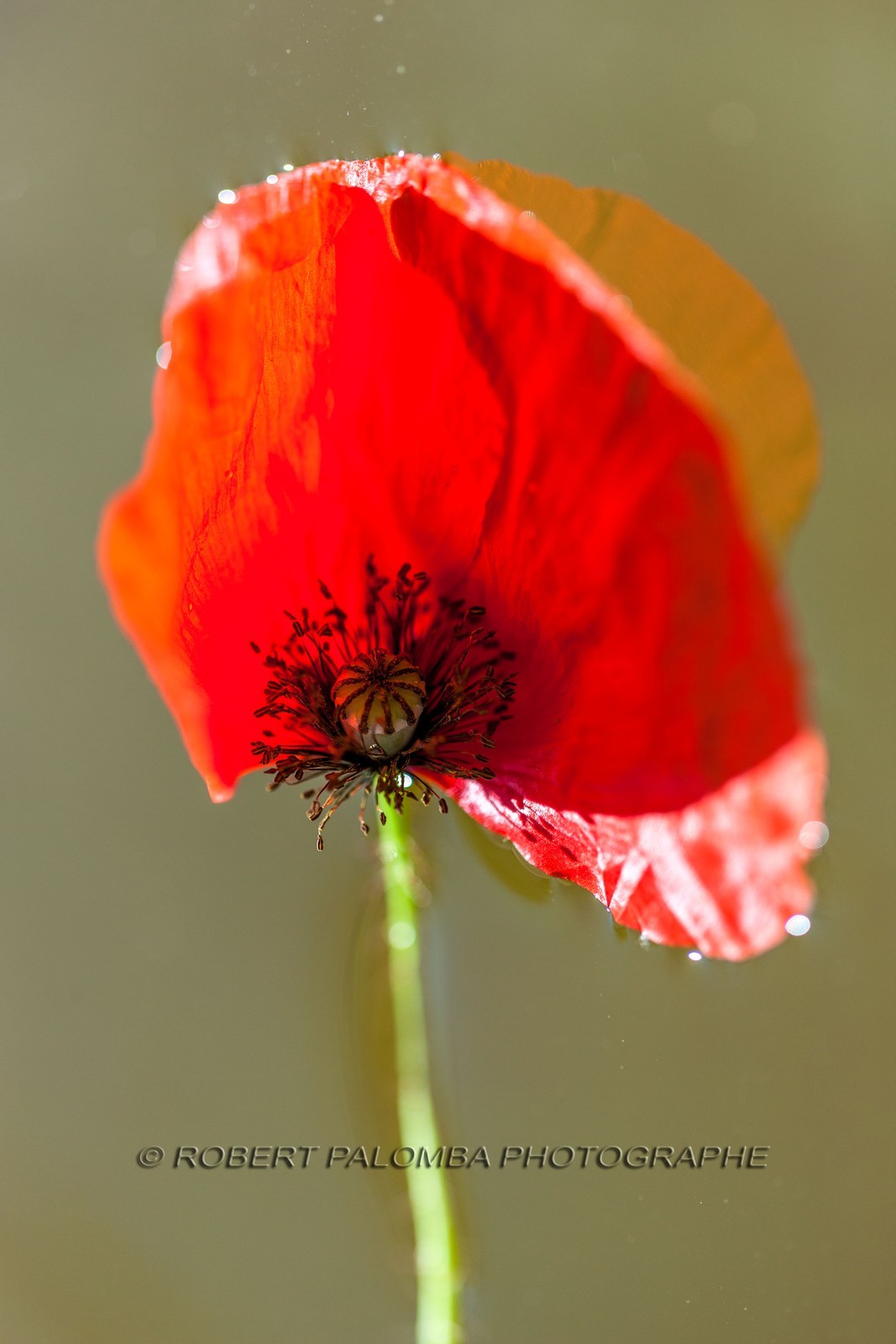 Coquelicot Coquelicot