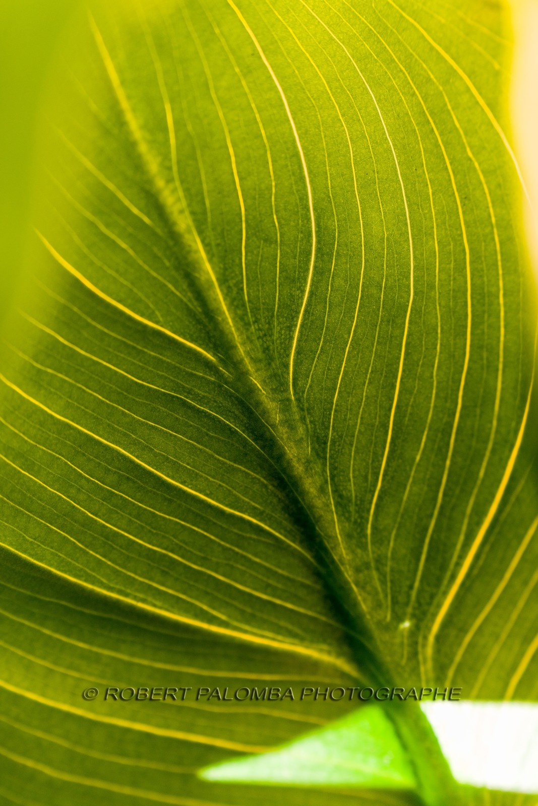 Arôme, Arum Arôme, Arum