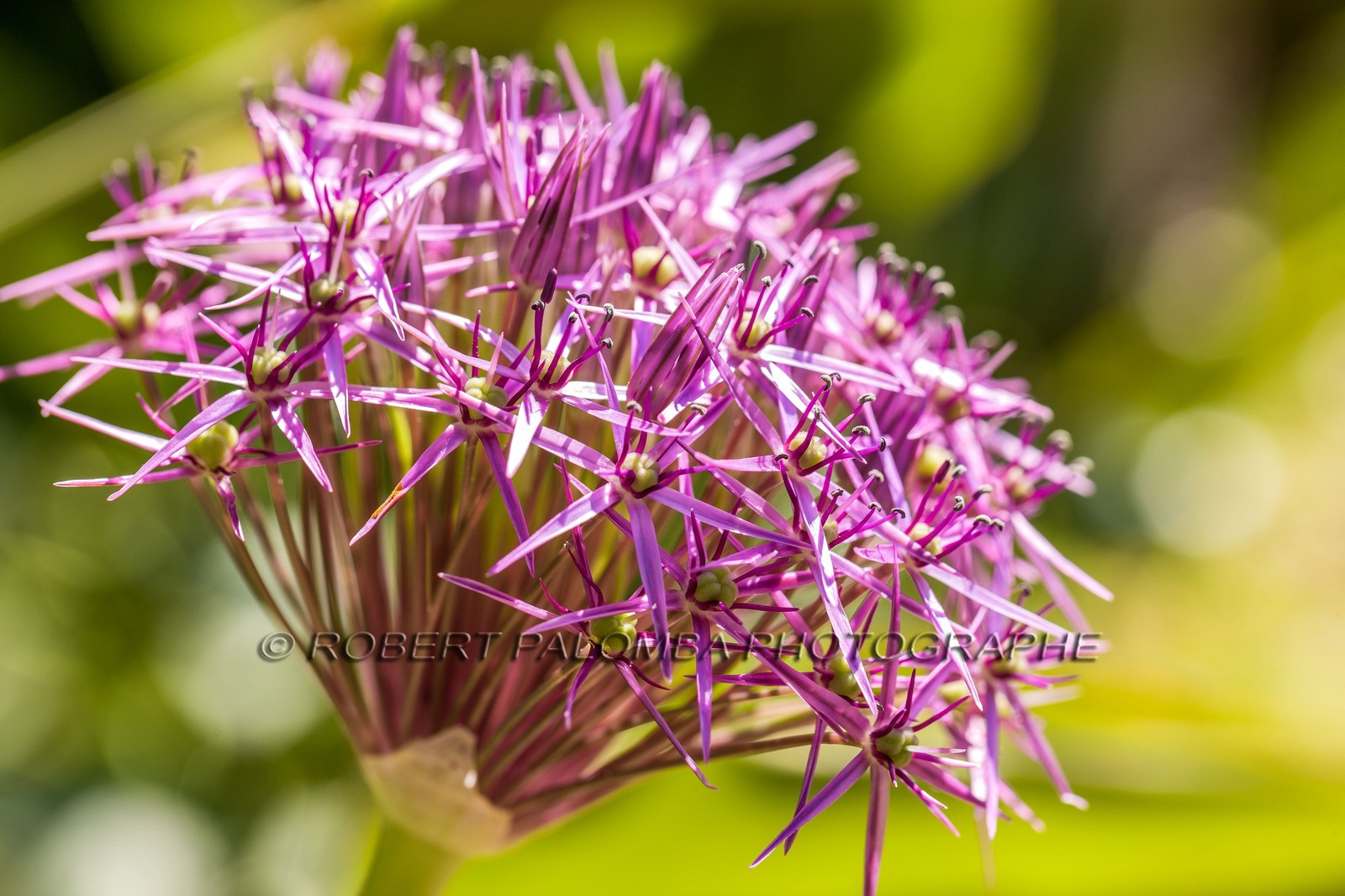 Ail,  Allium sativum