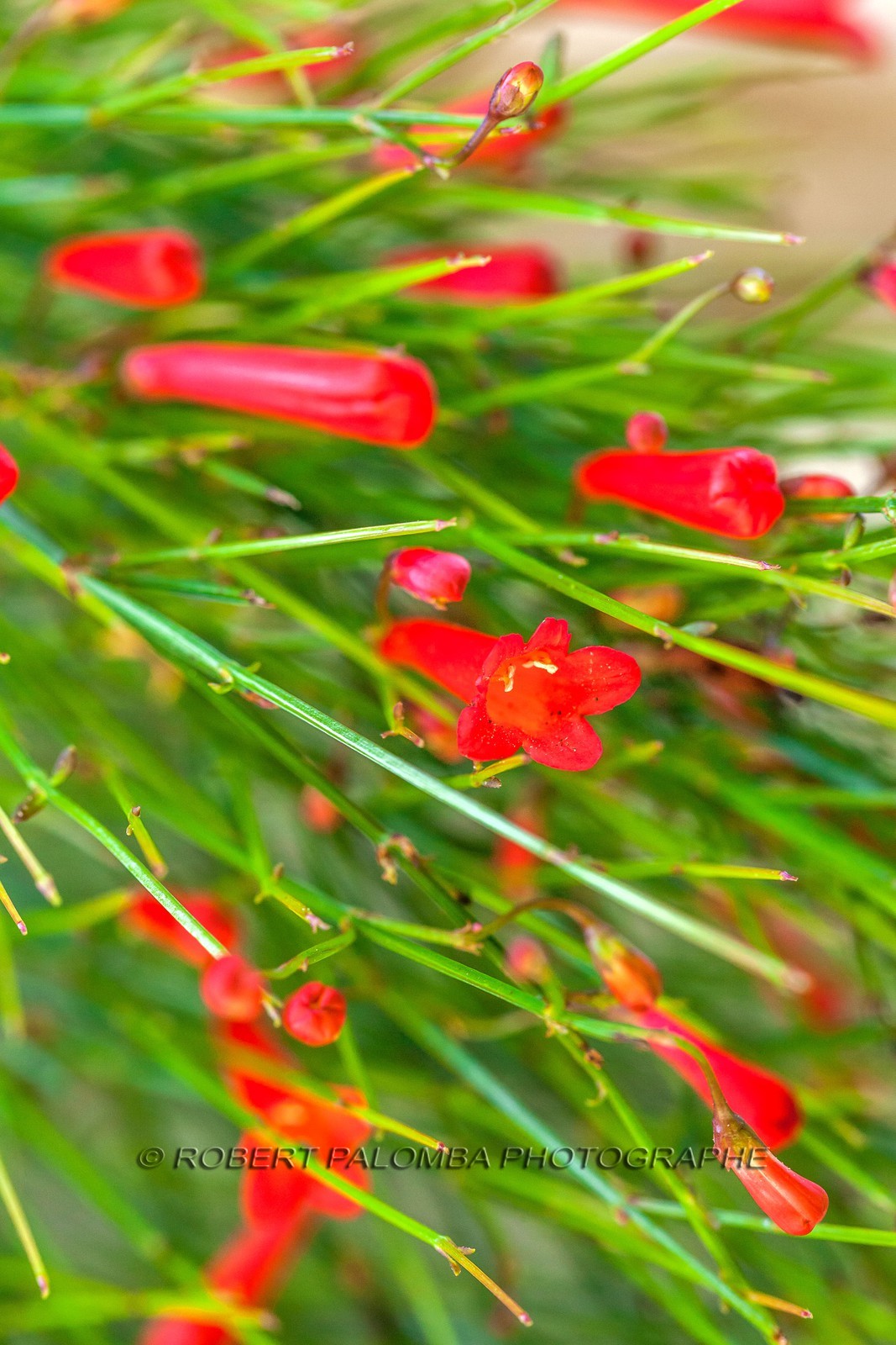 Flore Méditerranéenne Flore Méditerranéenne