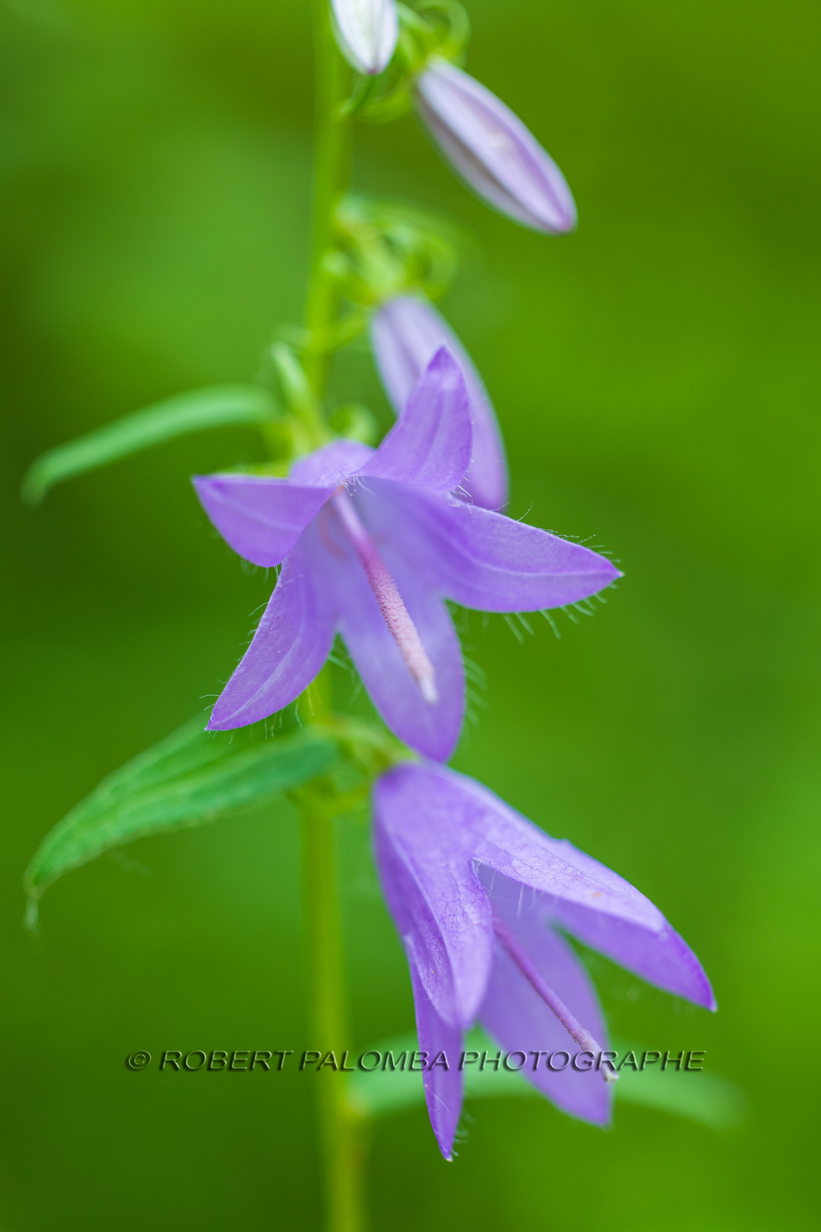 Flore