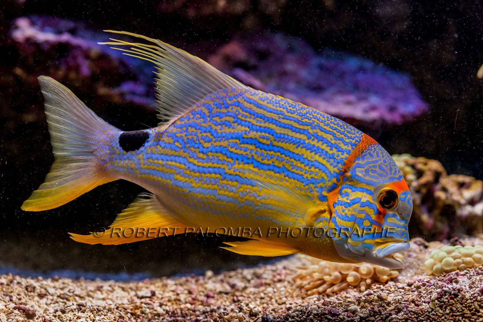 Musée Océanographique de Monaco