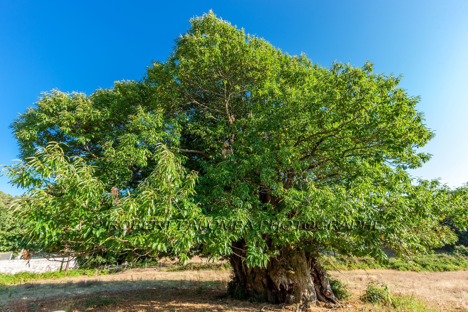 Châtaignier de Zonza
