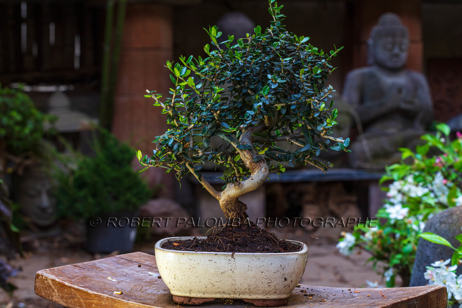 Bonsai