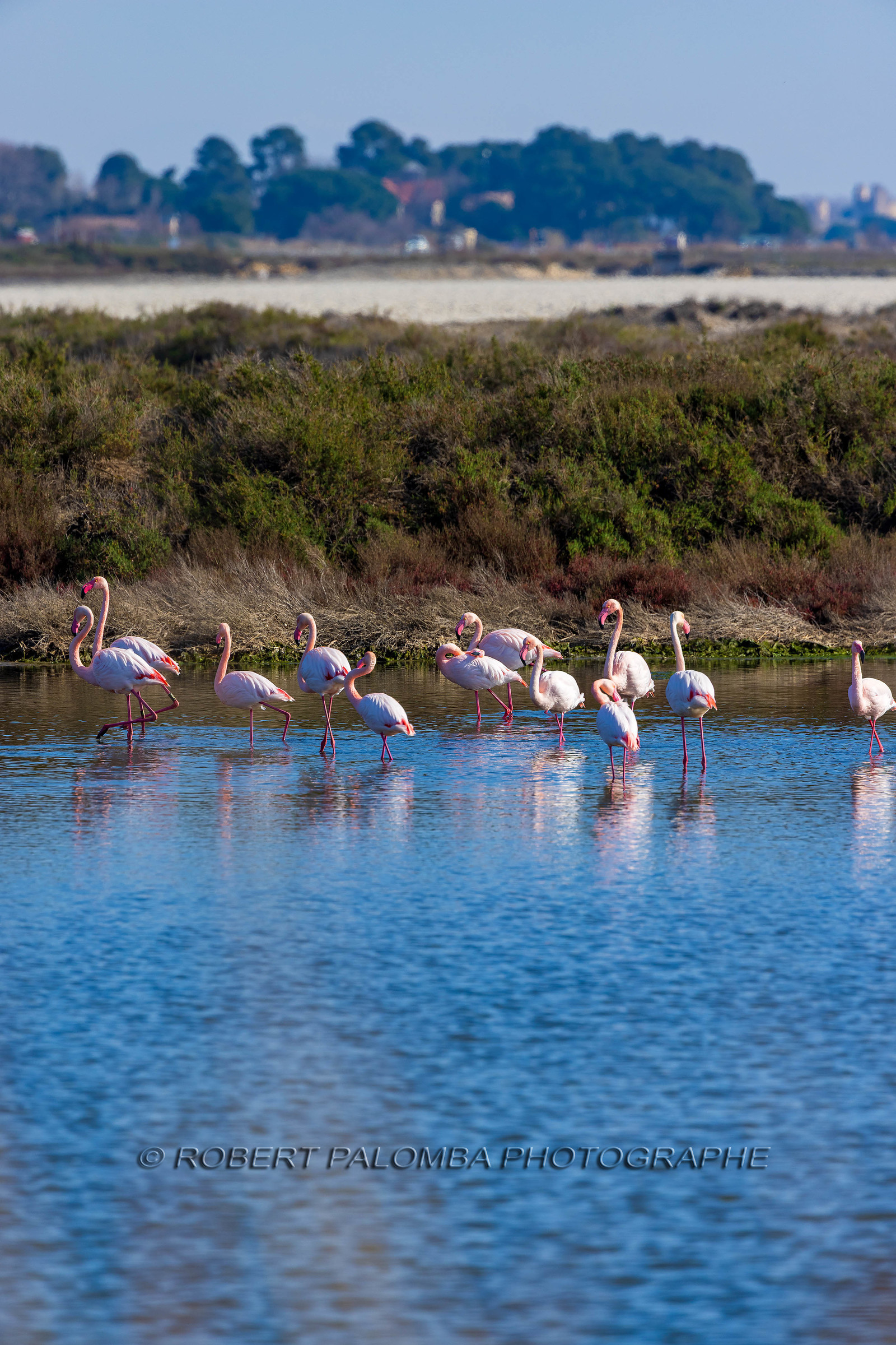 Flamant rose