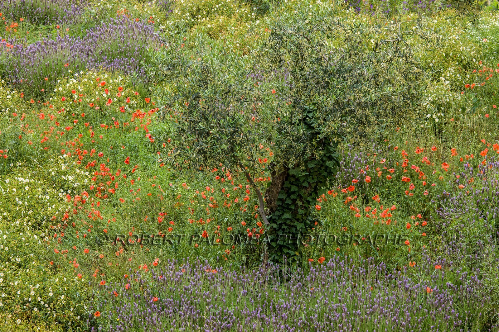 Paysage de Provence Paysage de Provence