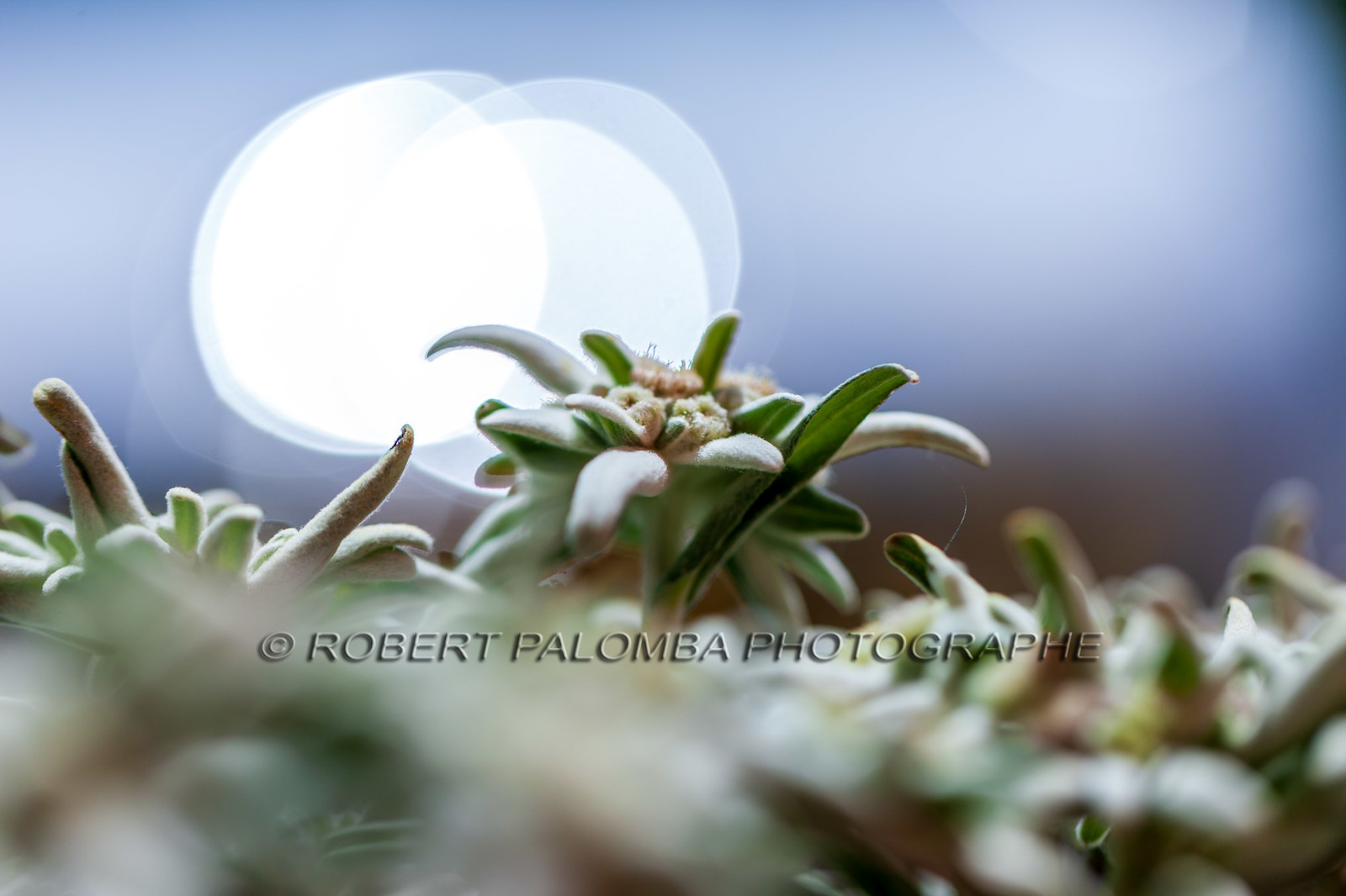 Alpes-de-Haute-Provence (04) Val d'Allos