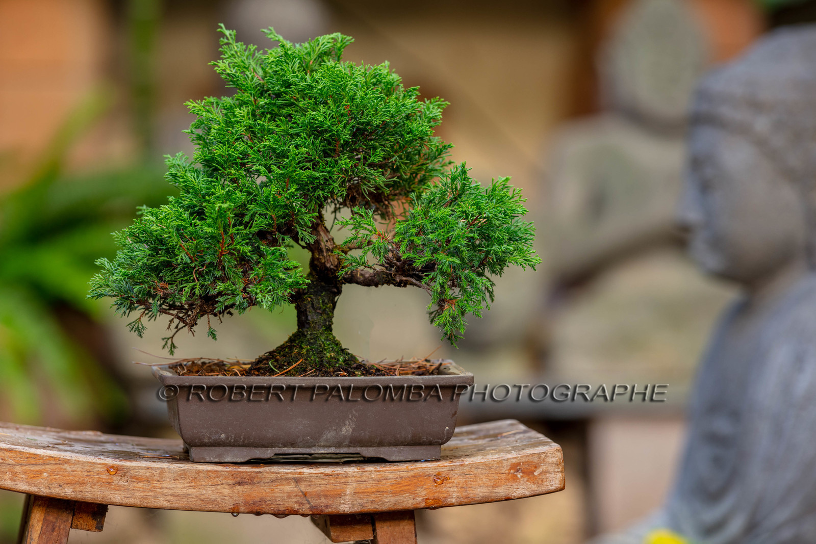 Bonsai