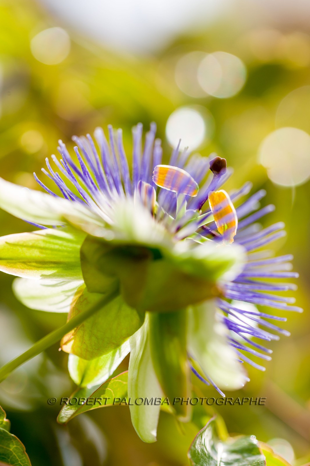 Flore méditerranéenne Flore méditerranéenne