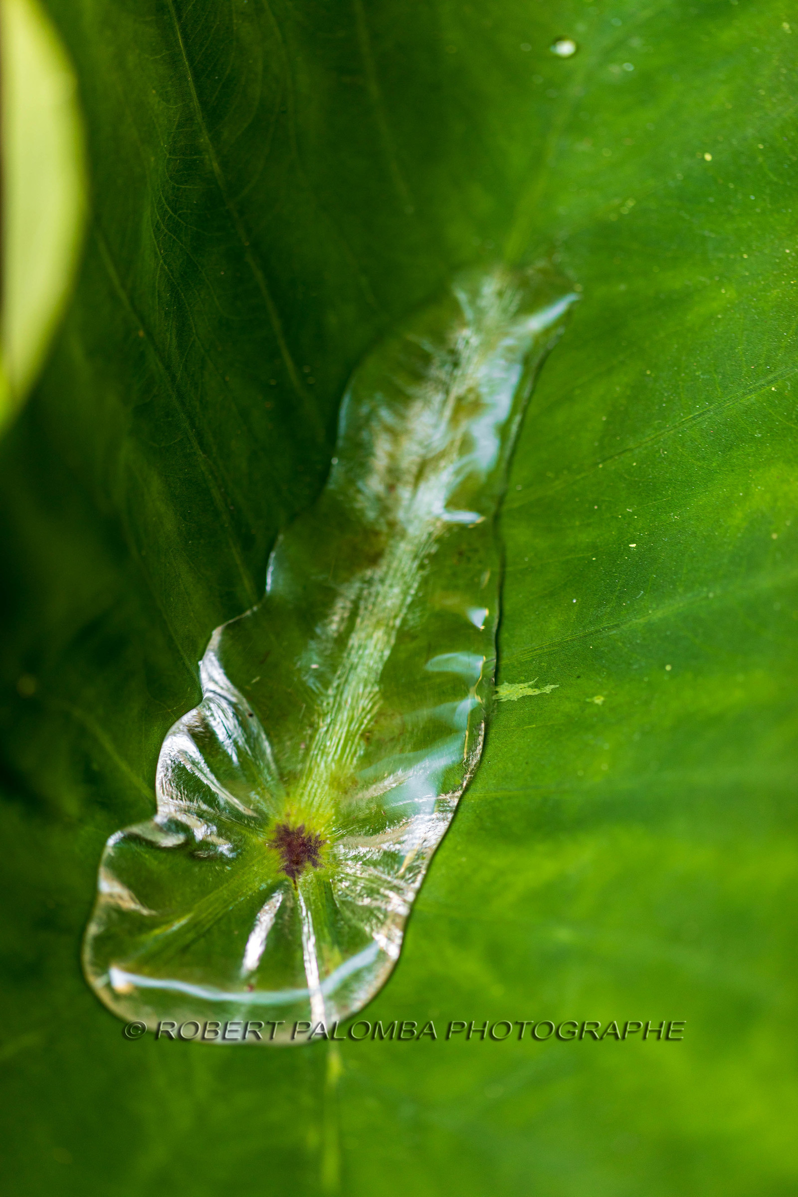 Flore méditerranéenne