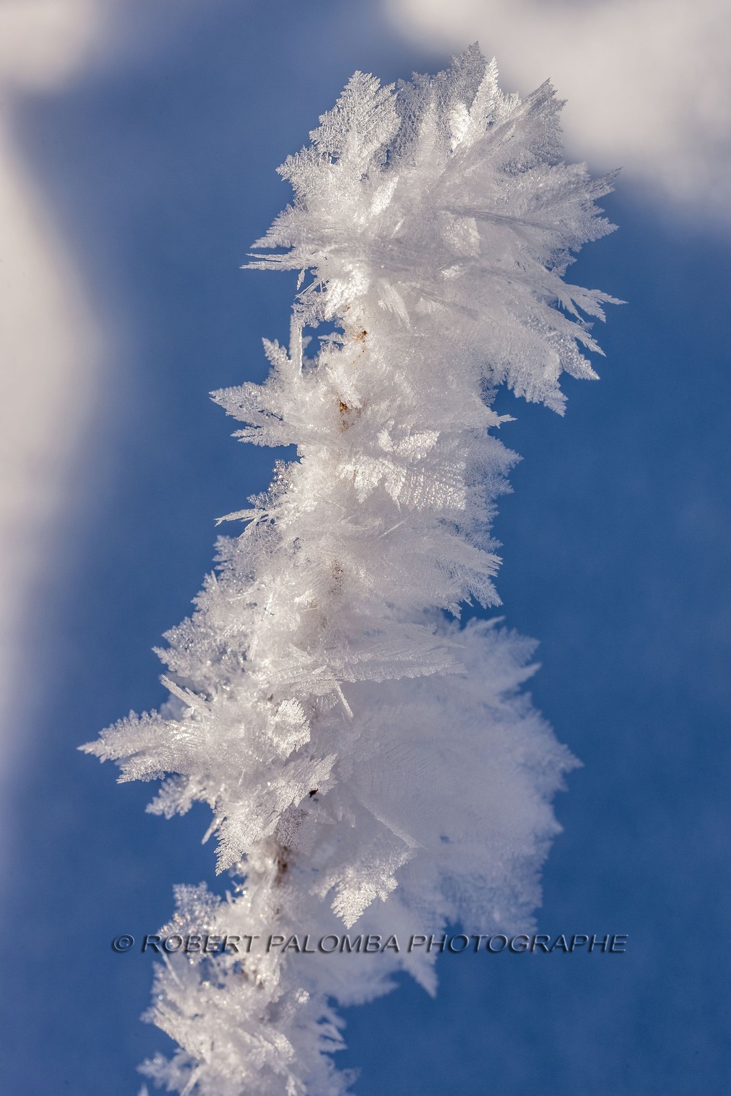 Cristaux de neige