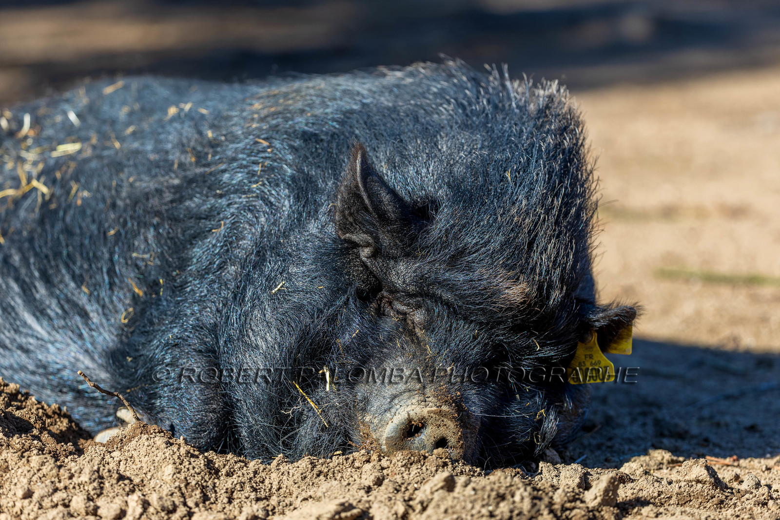 Cochon vietnamien