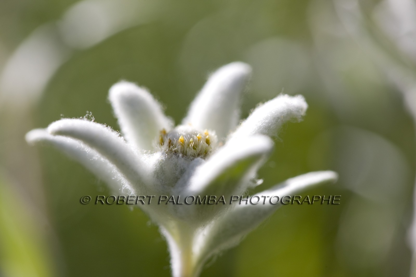 Edelweiss, Leontopodium alpinum.