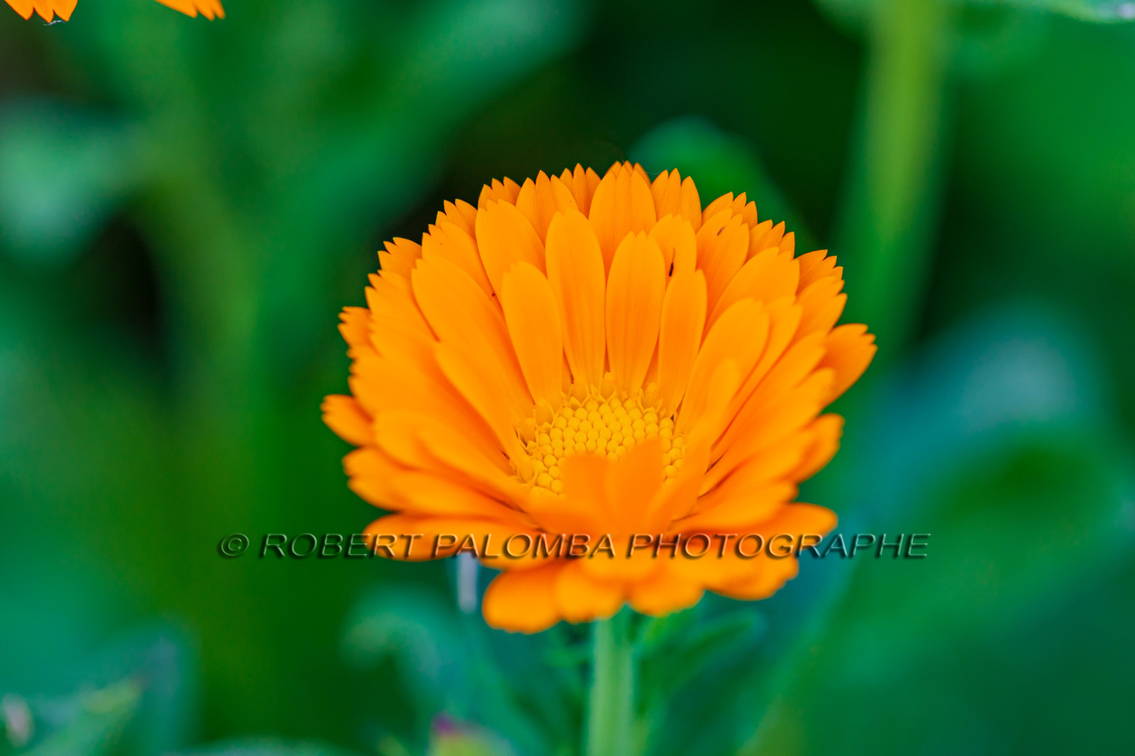 Flore