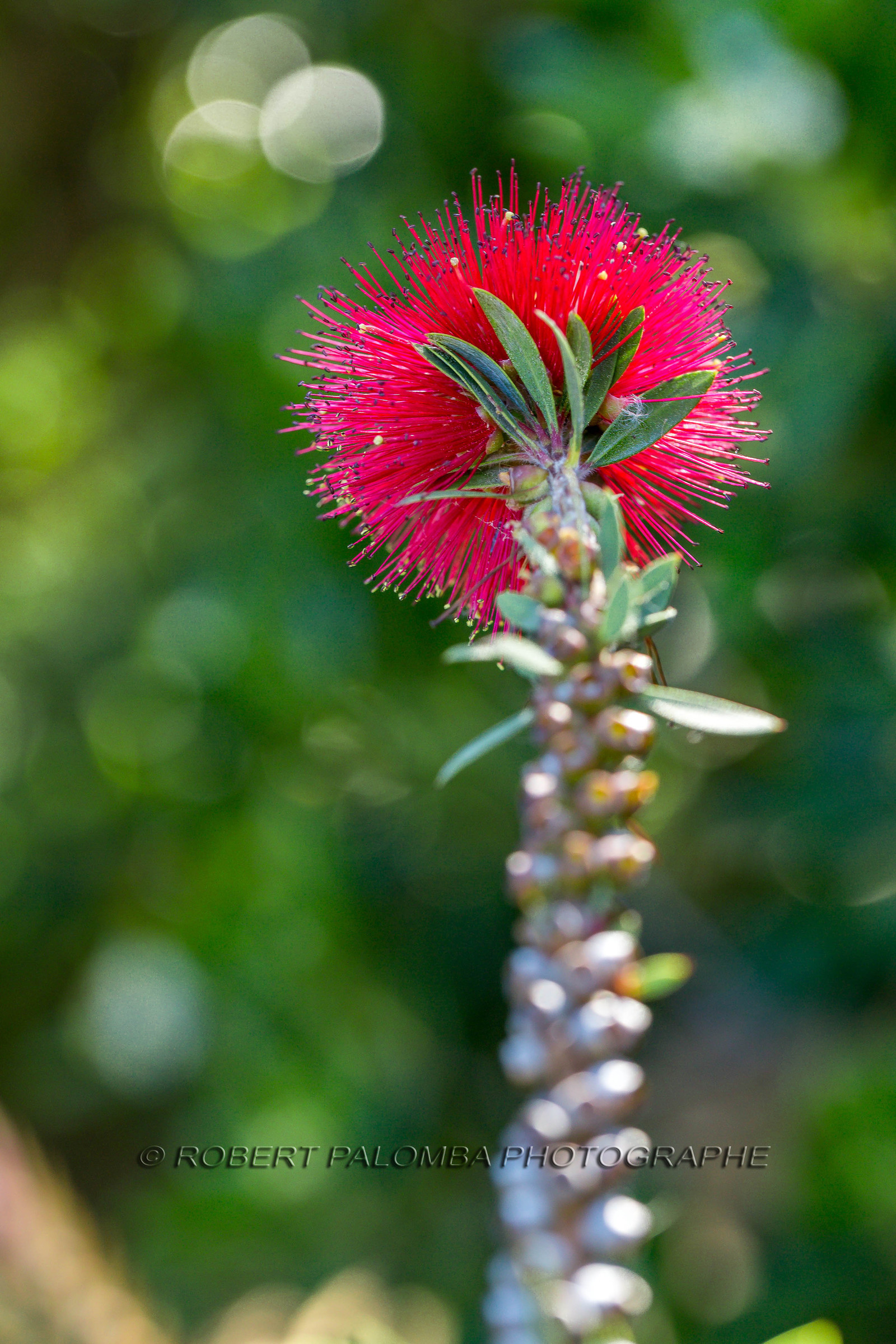 Flore Méditerranéenne