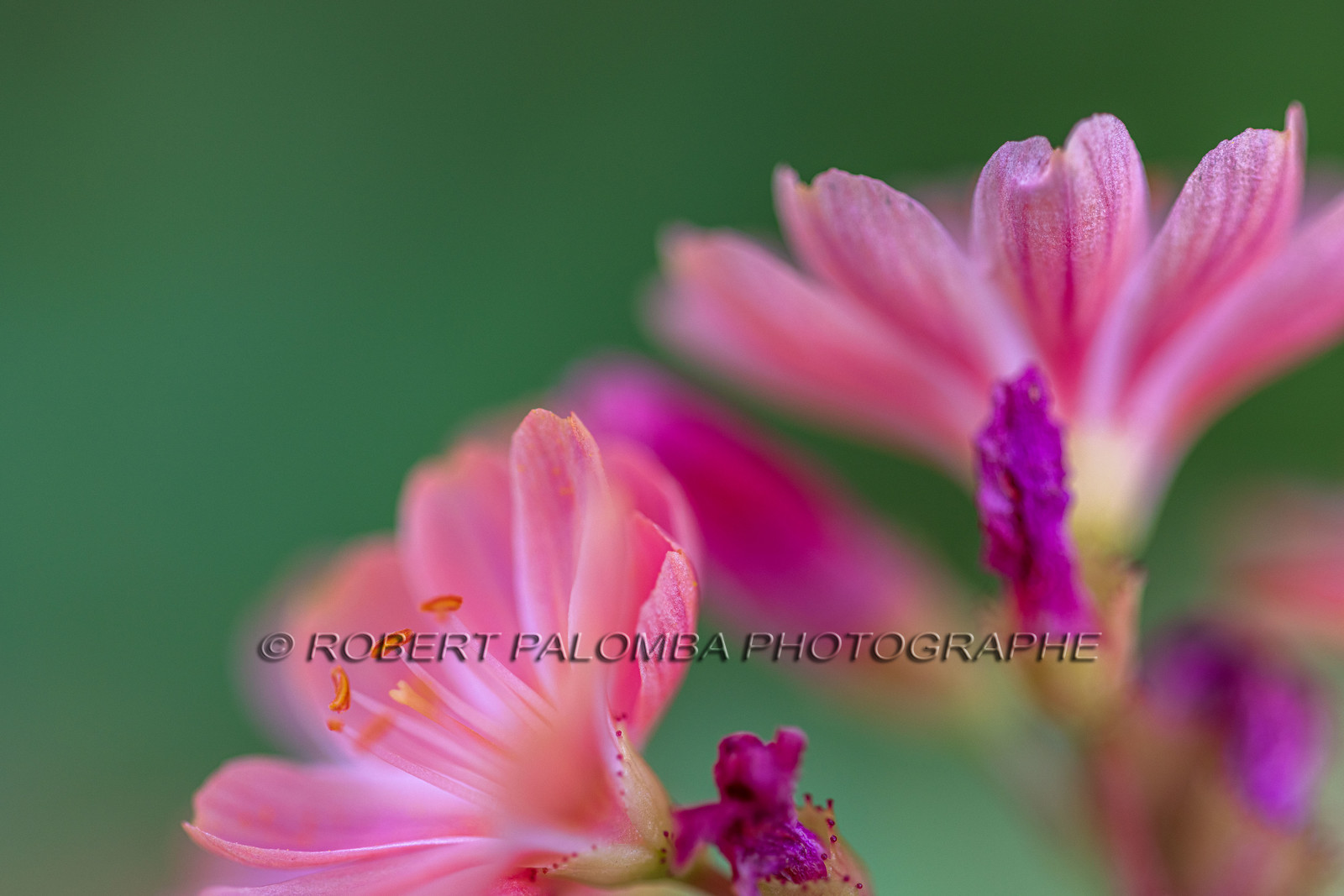 Lewisia